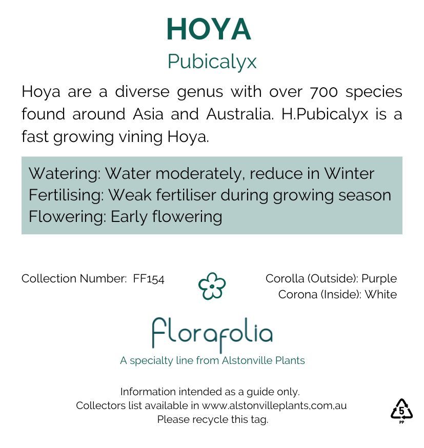 Hoya pubicalyx, photo 7