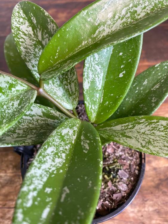 Hoya pubicalyx, photo 3