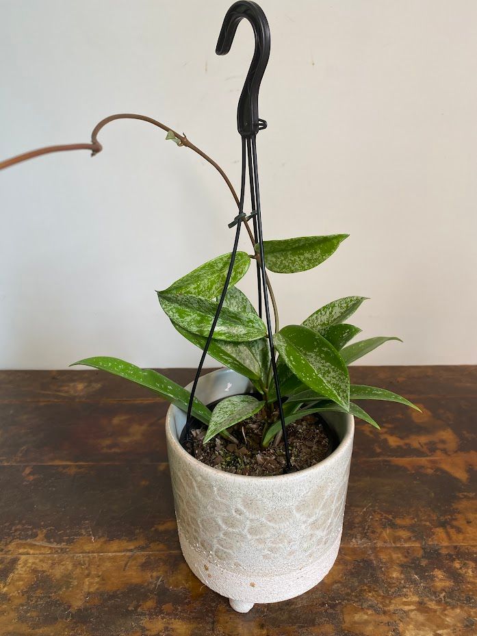 Hoya pubicalyx, photo 4