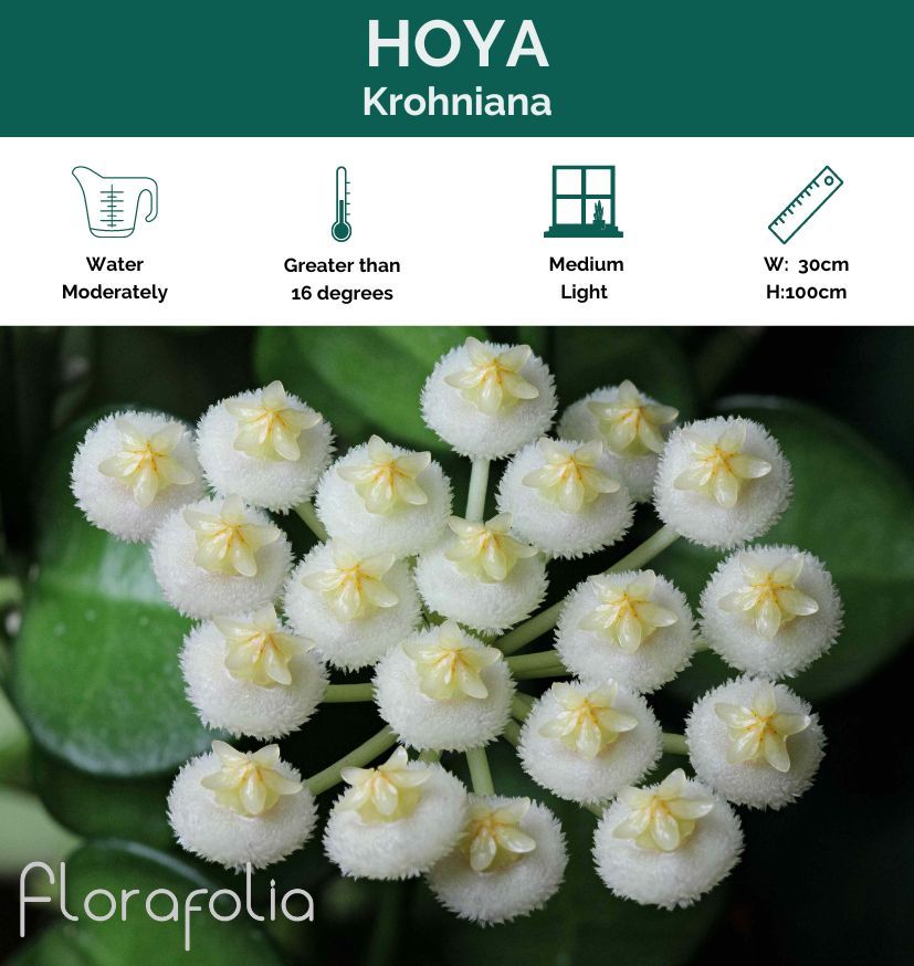 Hoya krohniana, photo 2