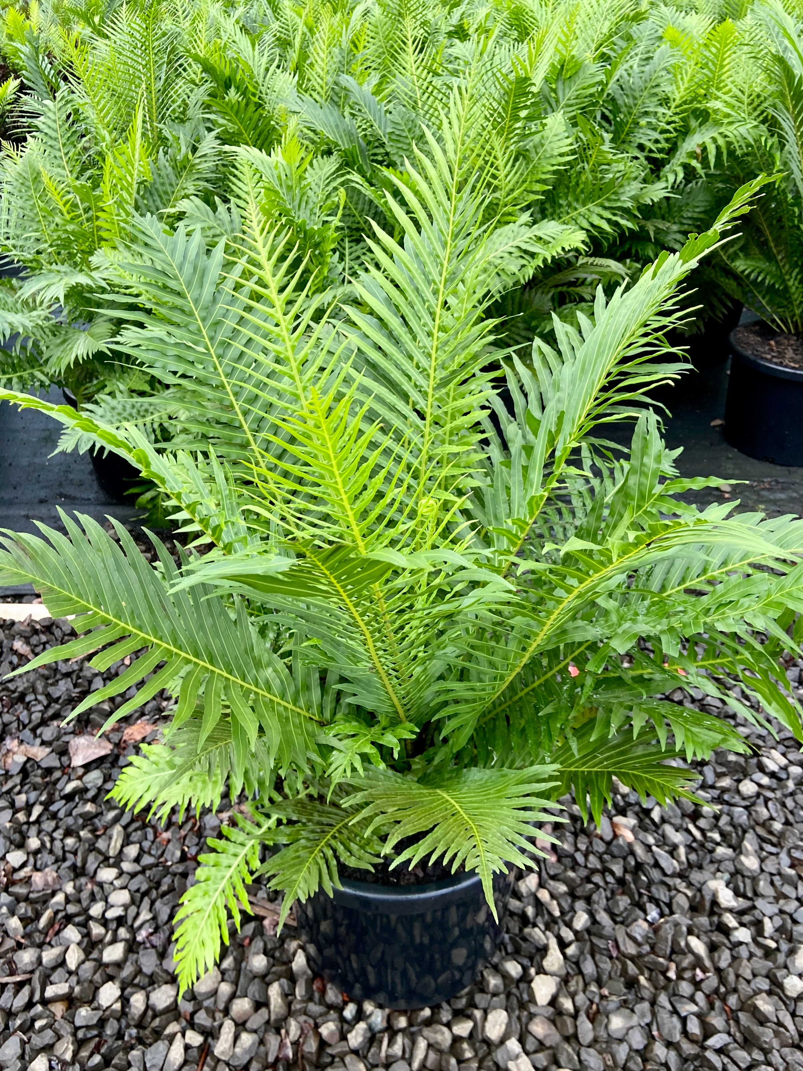 Blechnum brasiliense gibbum Silver Lady grown at the nursery