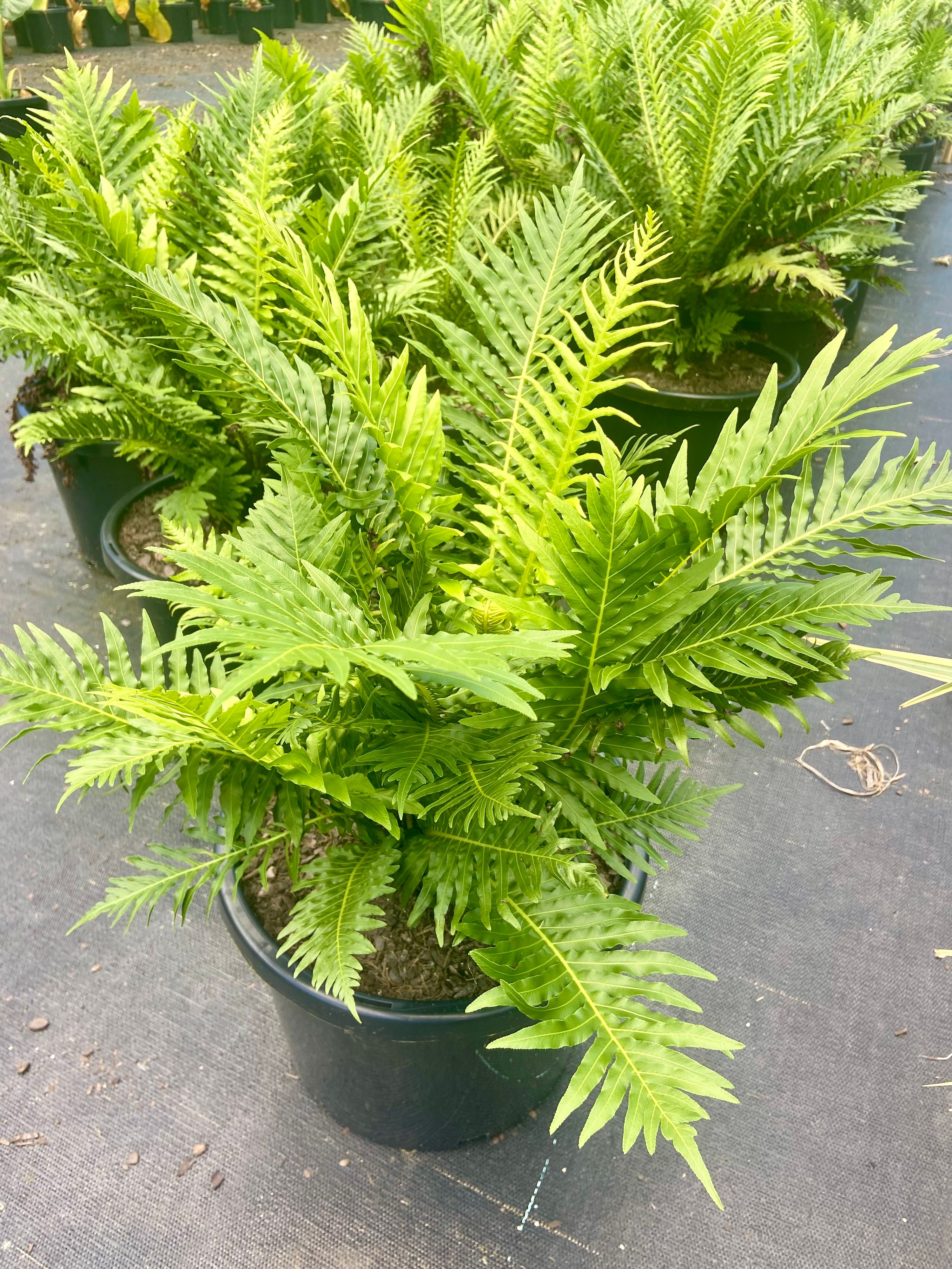 Blechnum brasiliense gibbum Silver Lady, photo 2