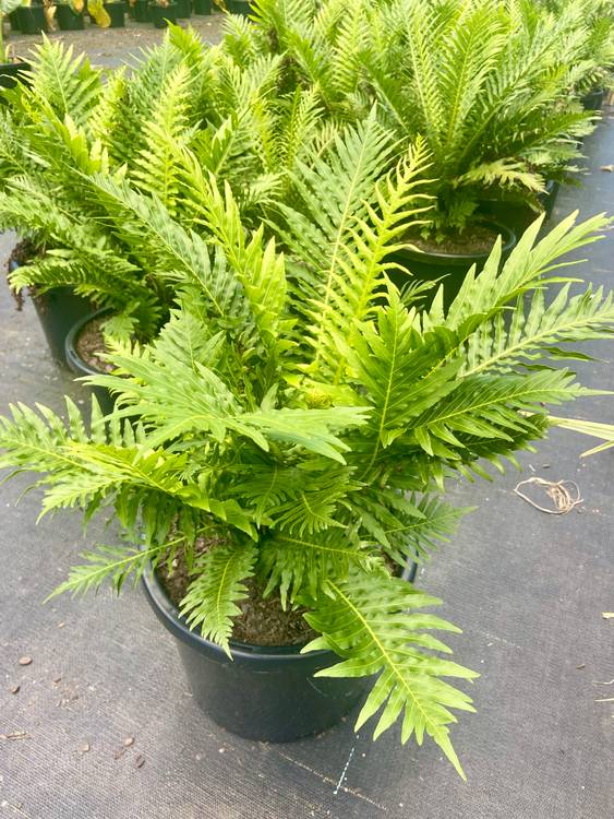 Blechnum brasiliense gibbum Silver Lady, photo 2