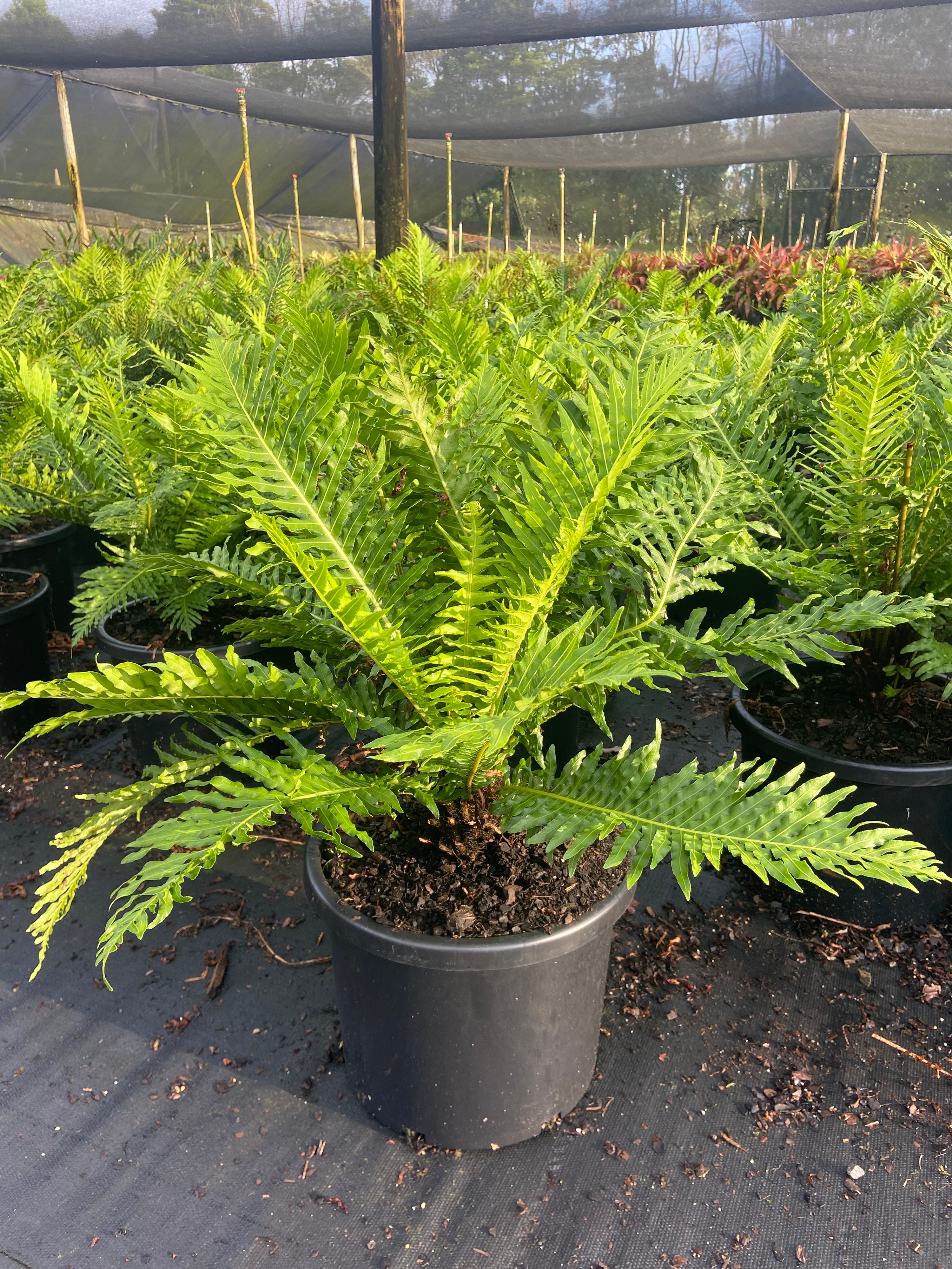 Blechnum brasiliense gibbum Silver Lady, photo 4