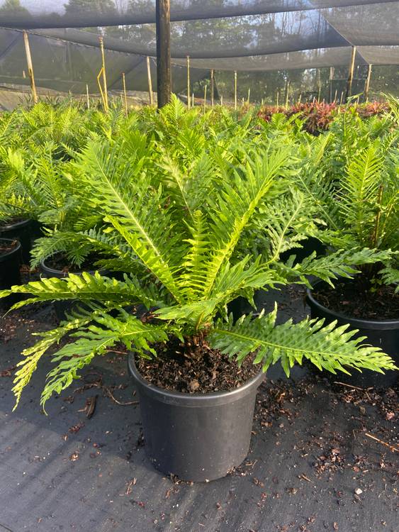 Blechnum brasiliense gibbum Silver Lady, photo 4