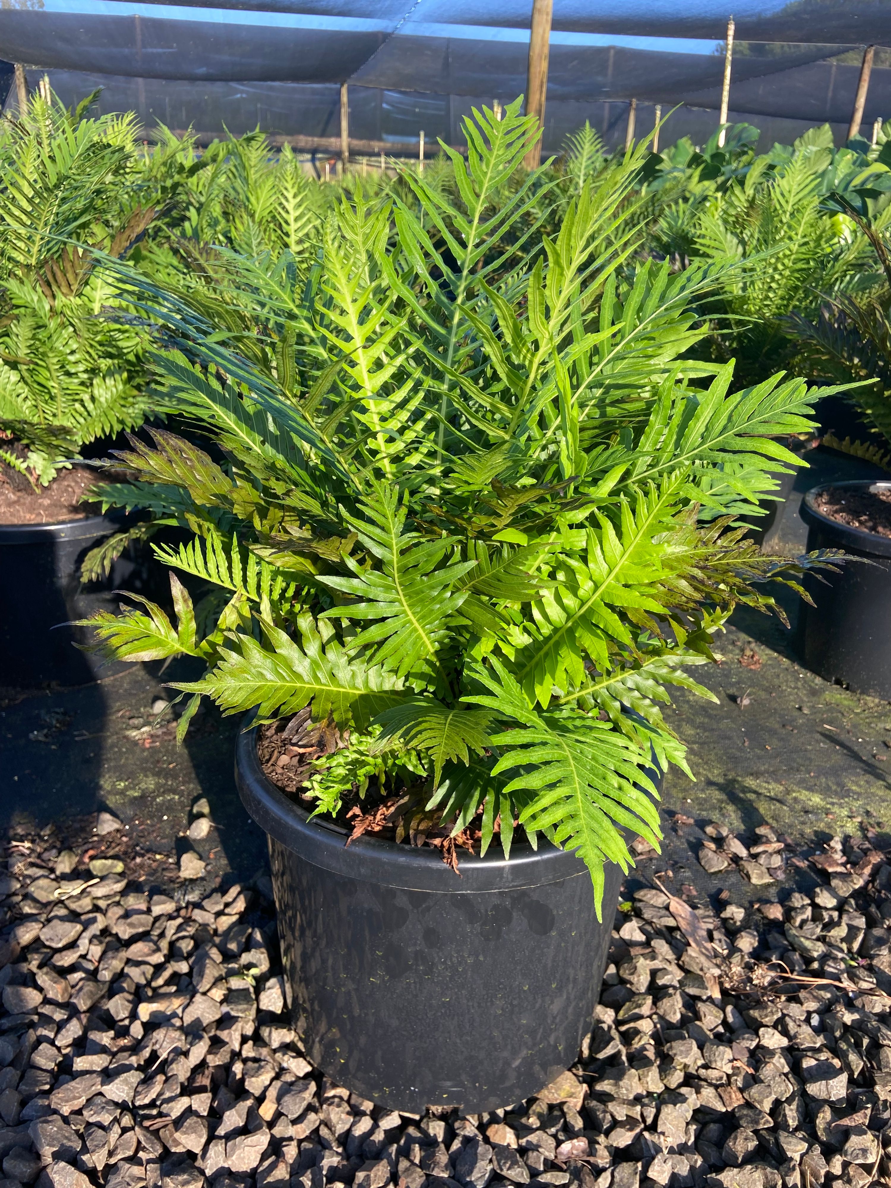Blechnum brasiliense gibbum Silver Lady, photo 3