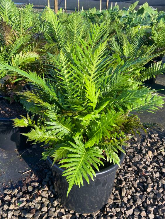 Blechnum brasiliense gibbum Silver Lady, photo 5