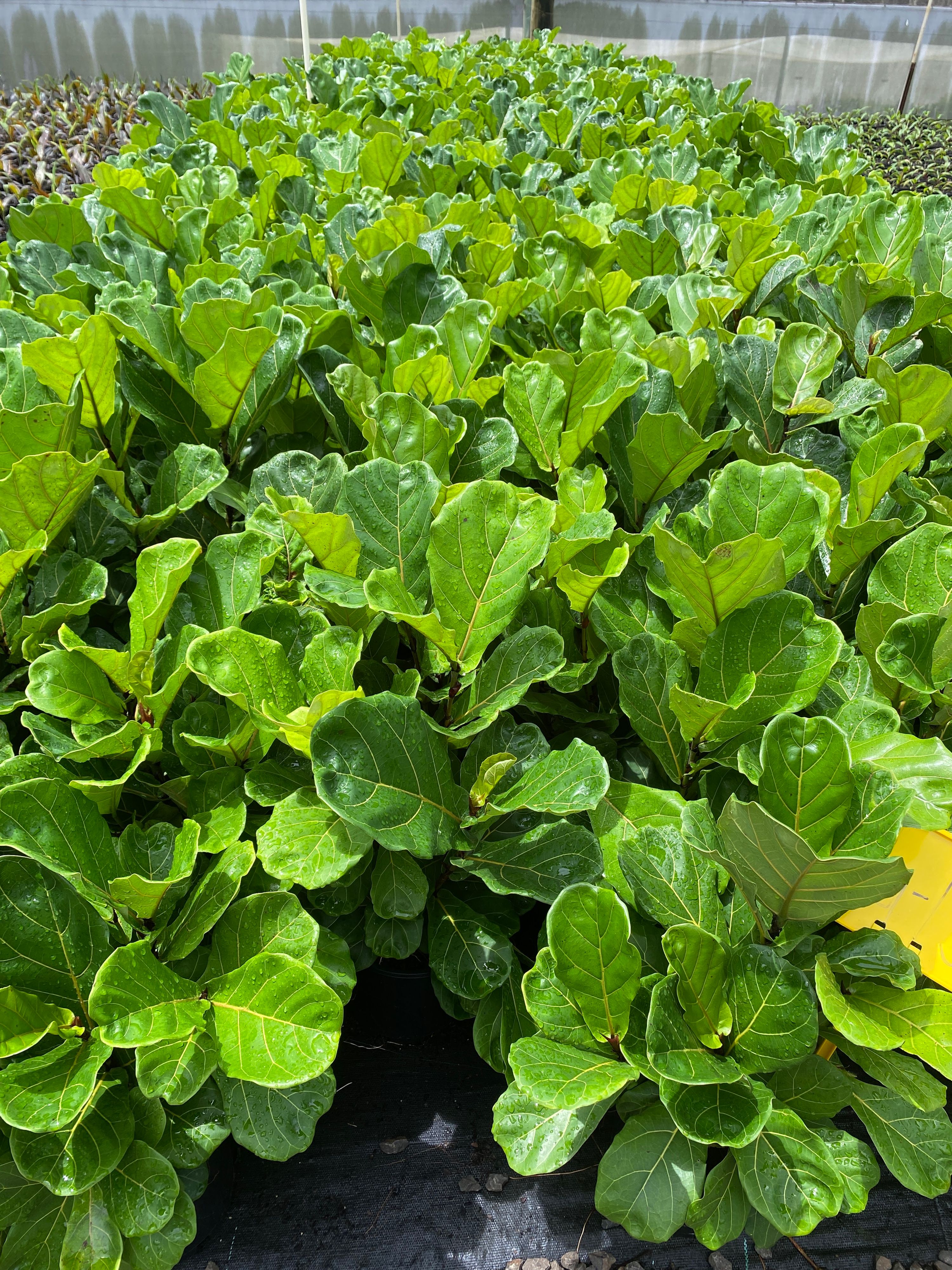 Ficus lyrata, photo 2