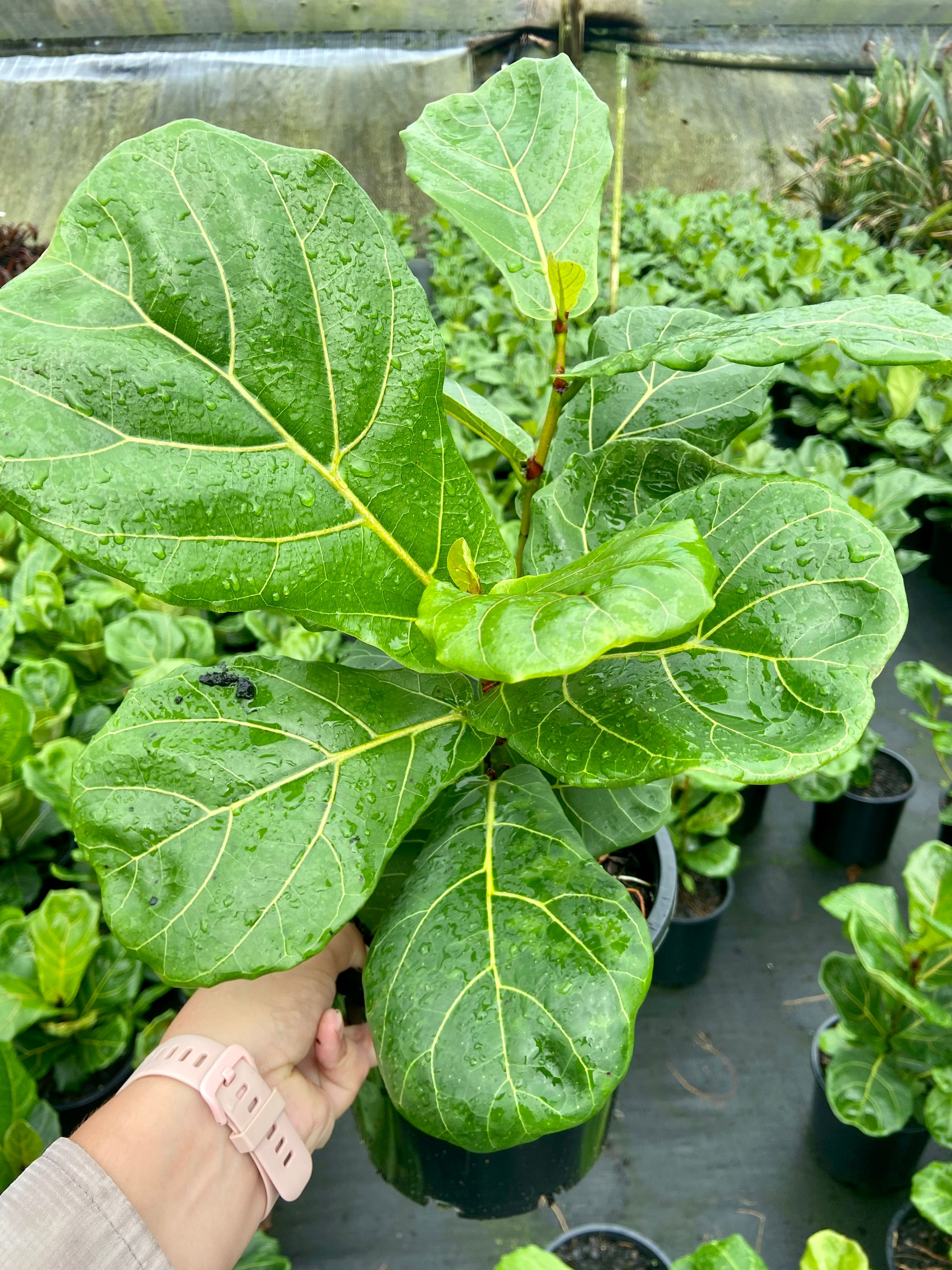 Ficus lyrata, photo 5