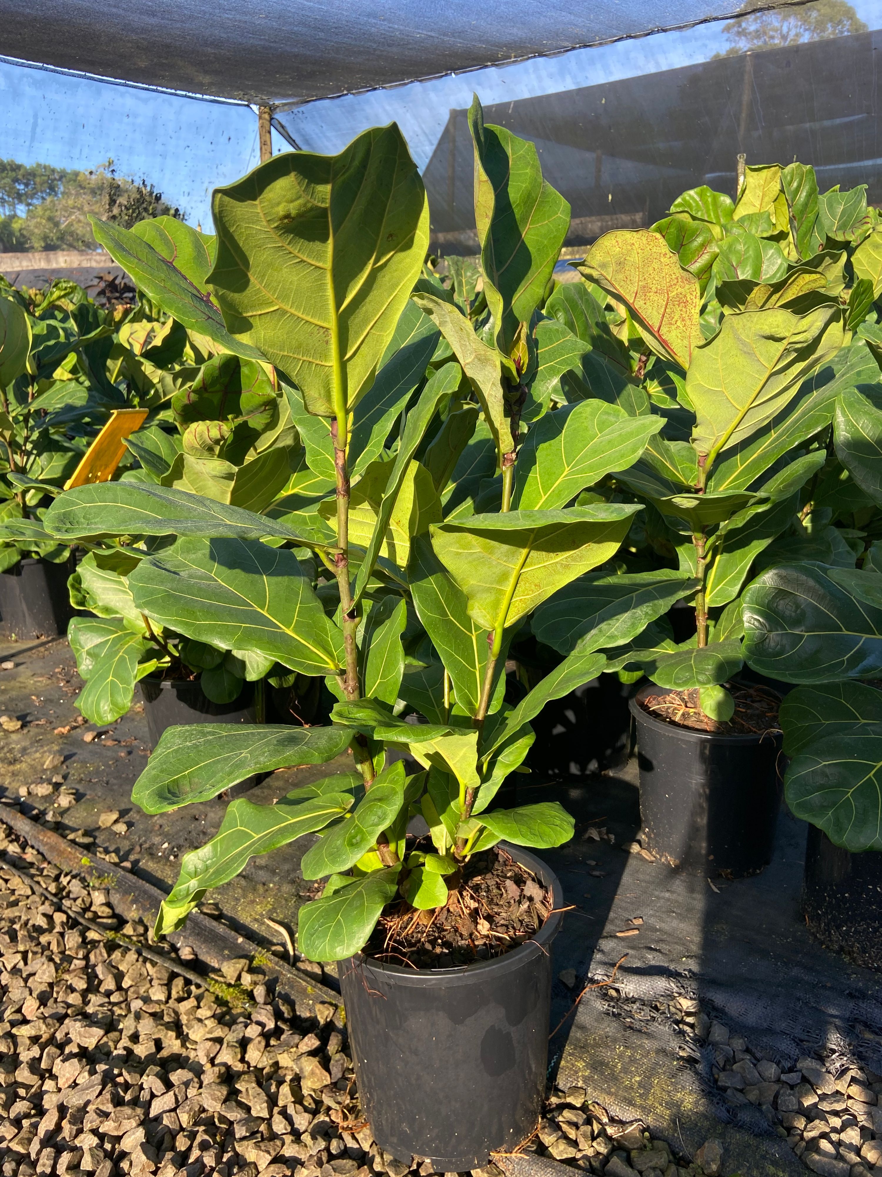 Ficus lyrata, photo 6