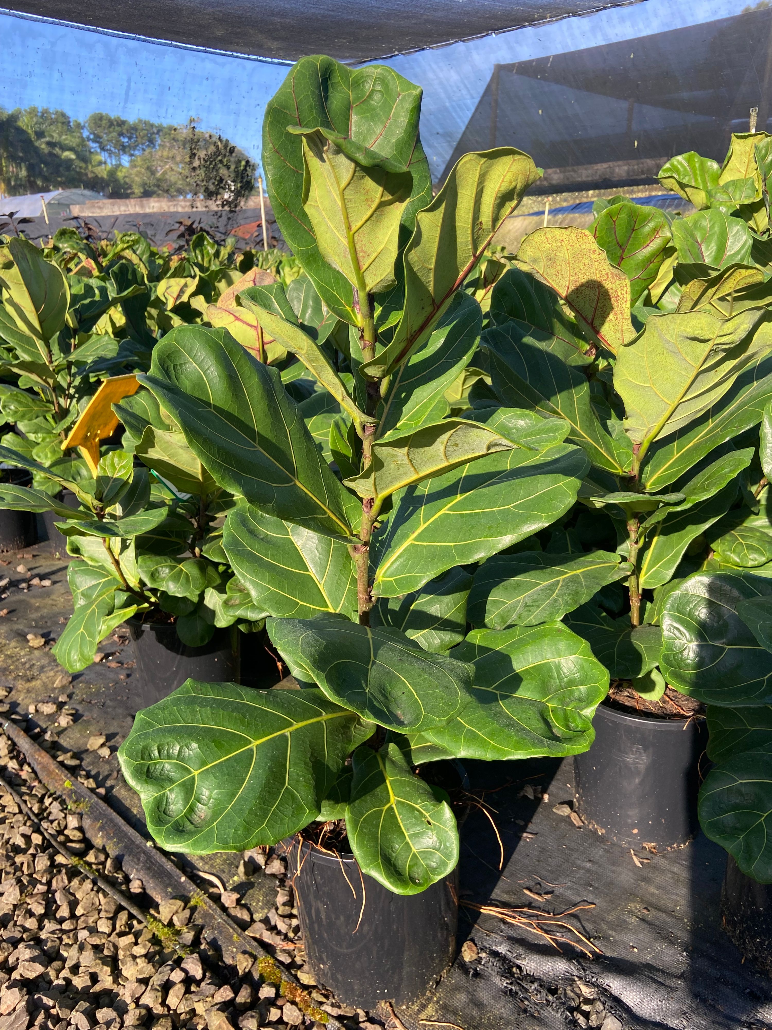 Ficus lyrata, photo 8