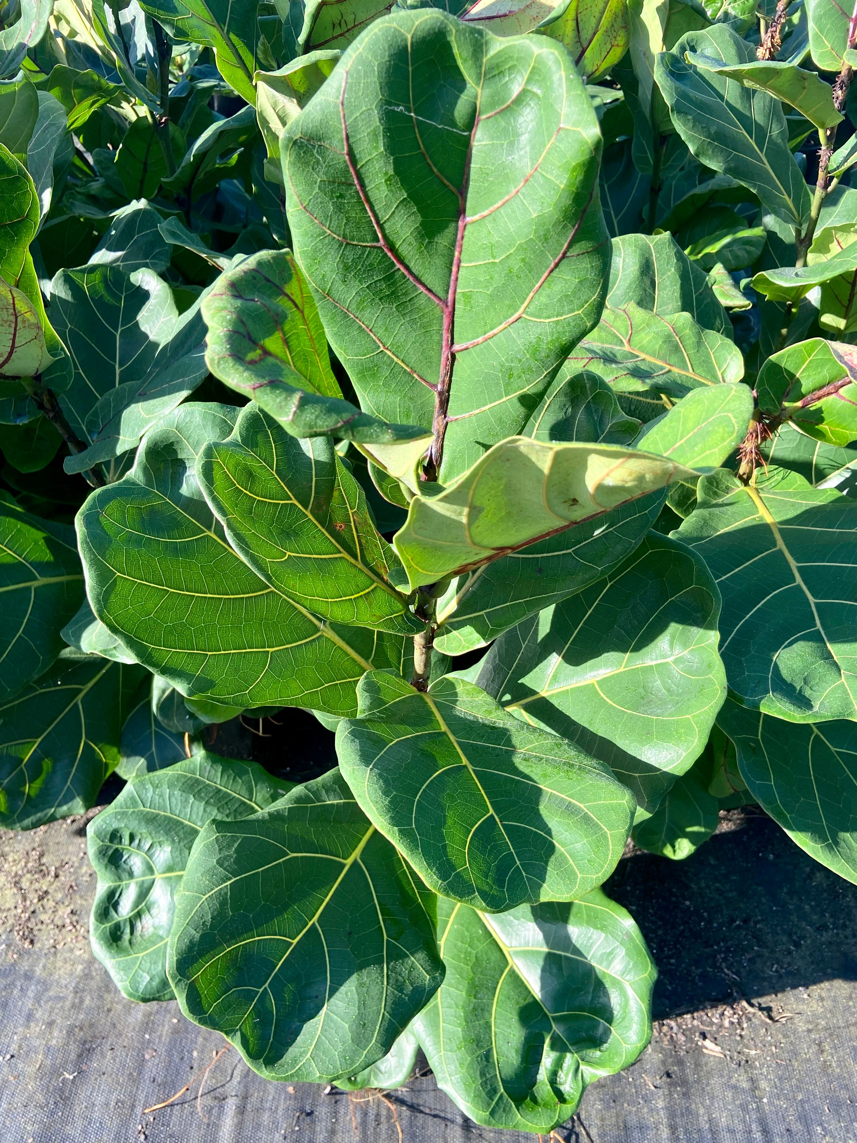 Ficus lyrata, photo 7