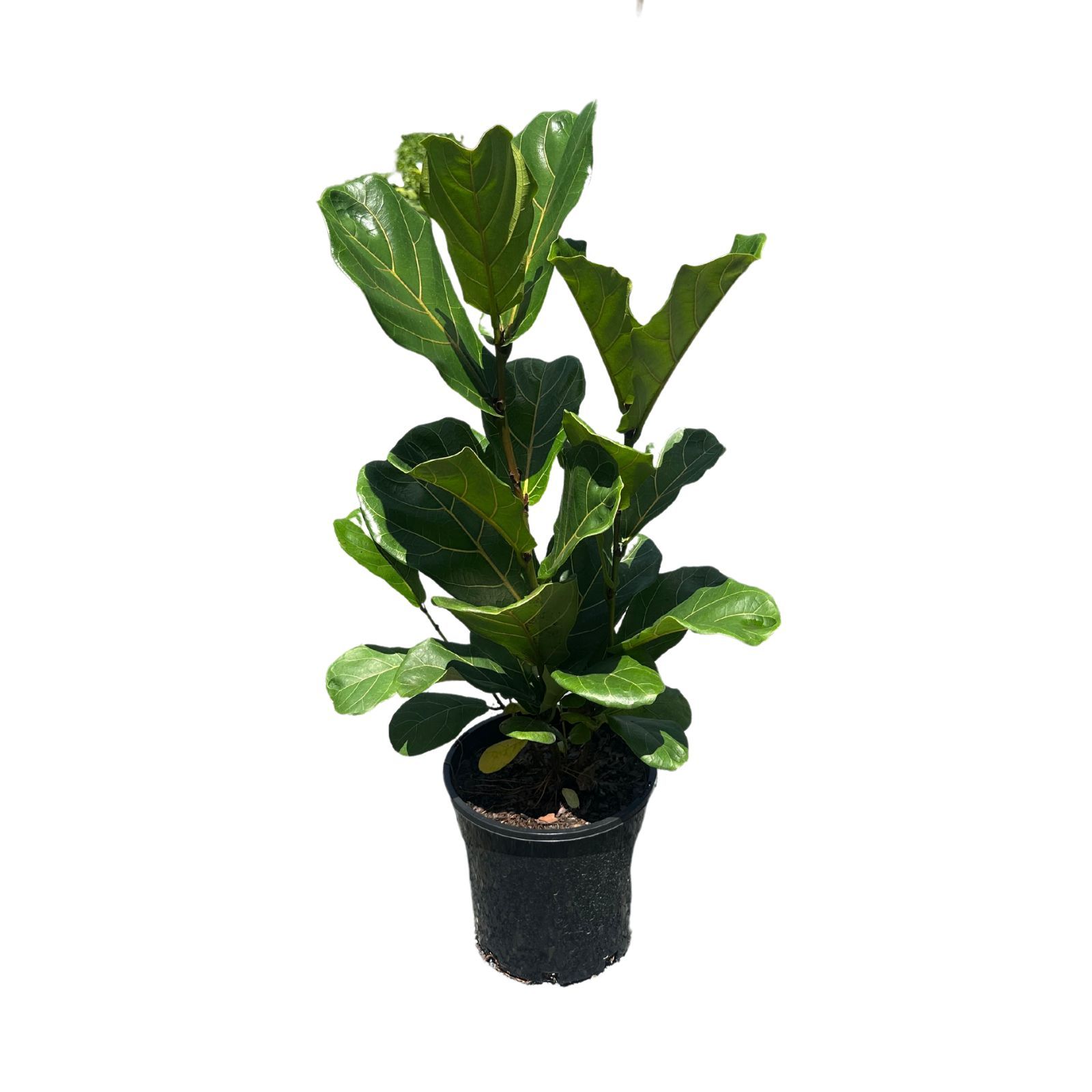 Ficus lyrata grown at the nursery
