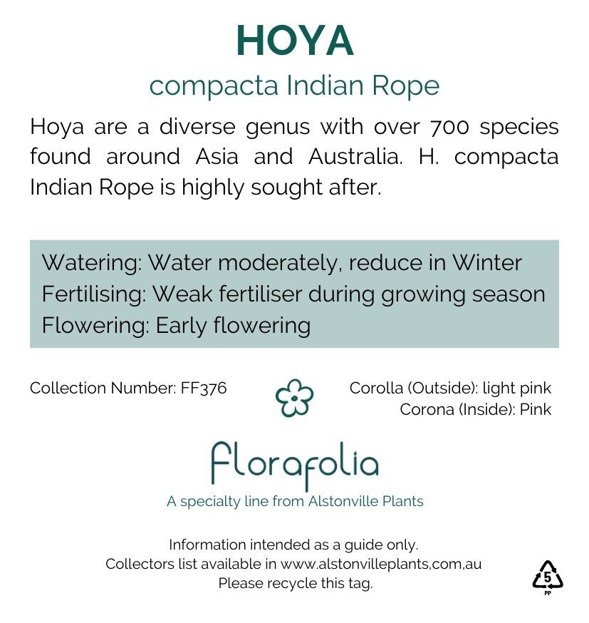 Hoya compacta Indian Rope grown at the nursery
