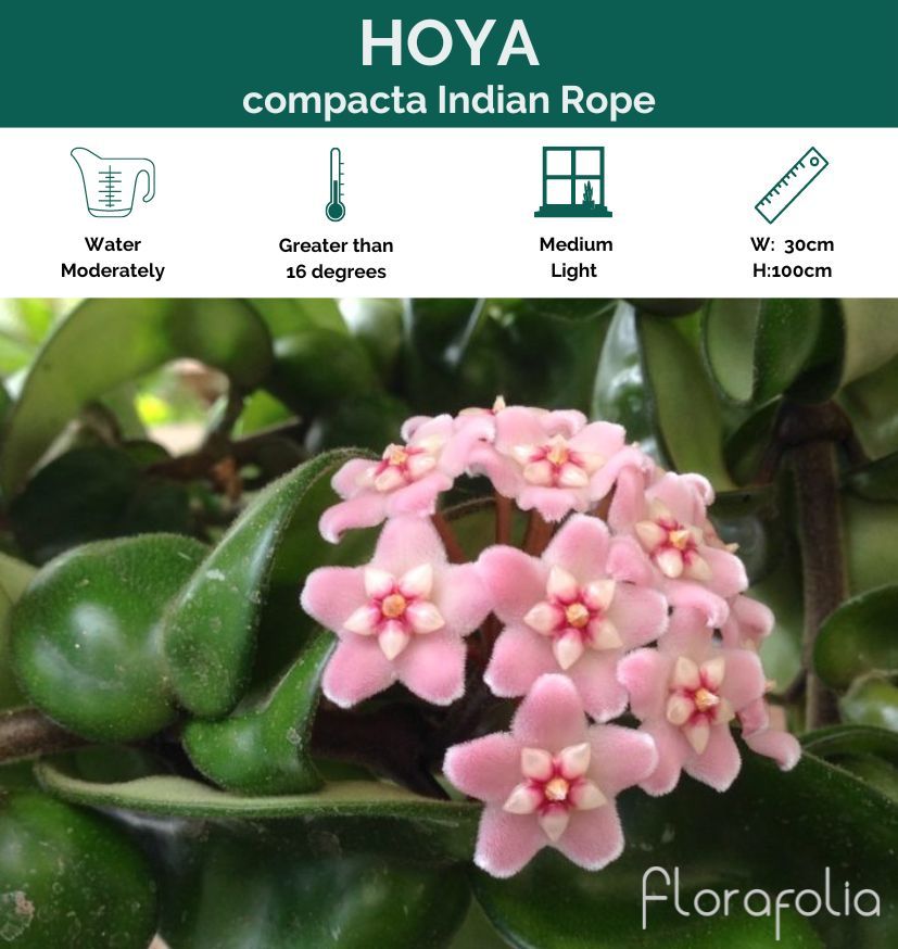 Hoya compacta Indian Rope, photo 2