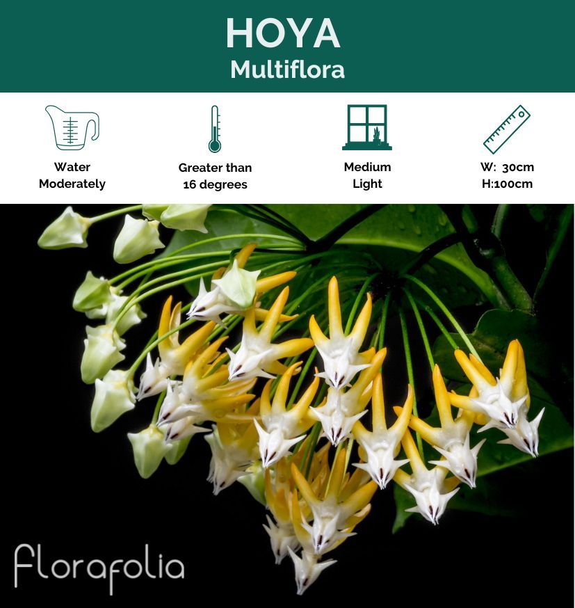 Hoya multiflora, photo 2