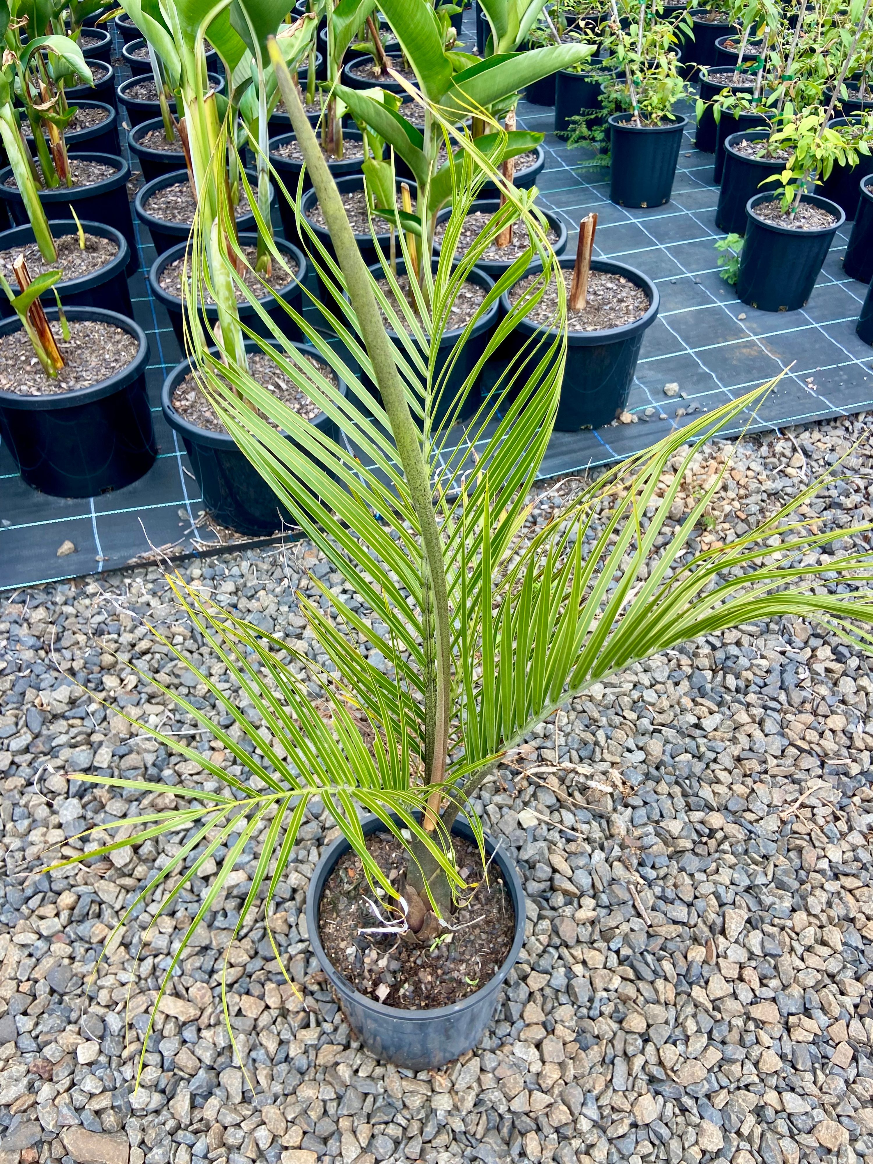 Dypsis decaryi (Triangle Palm, photo 2