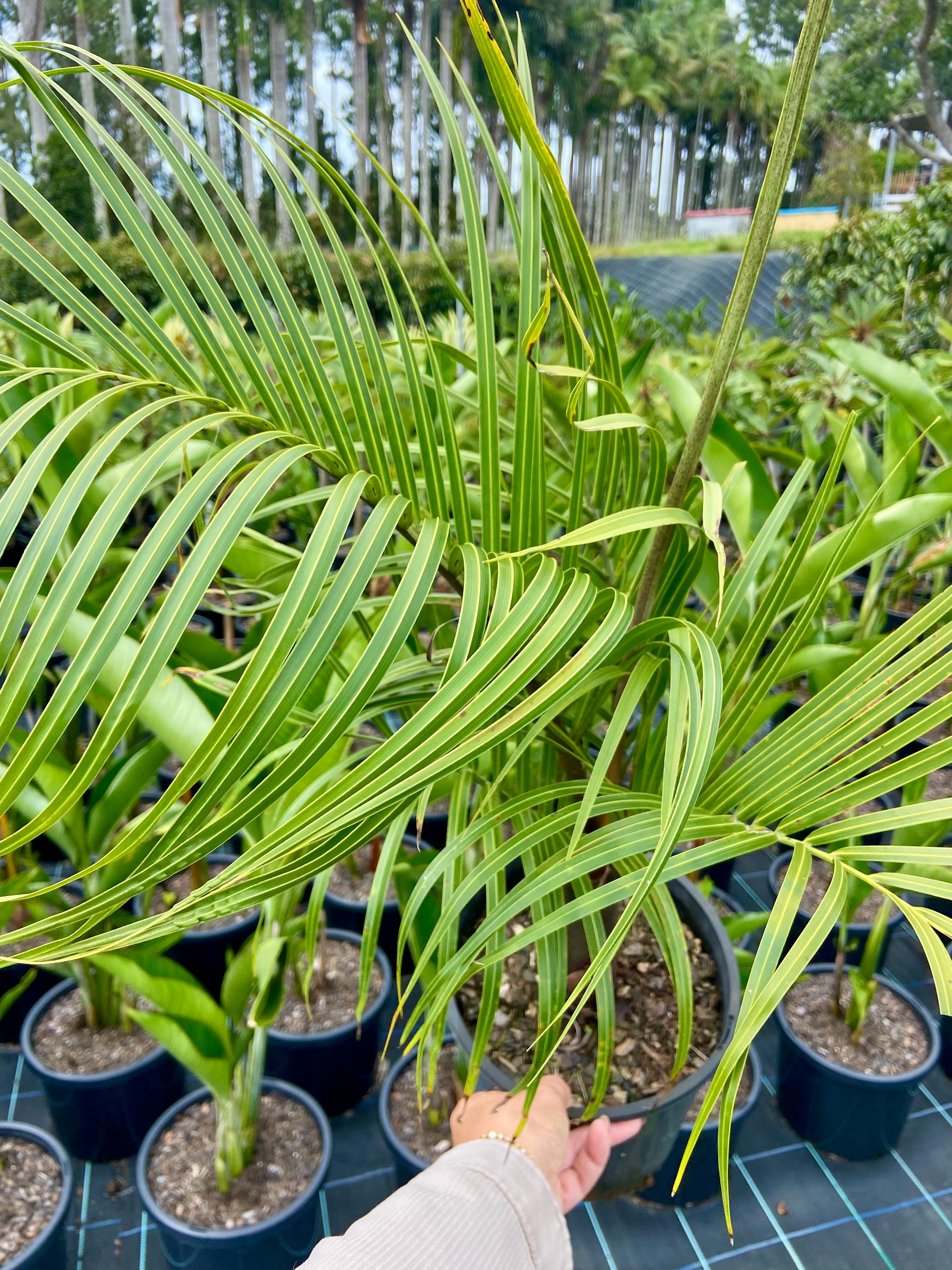 Dypsis decaryi (Triangle Palm grown at the nursery