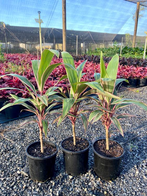 Cordyline fruticosa Pink Diamond, photo 4