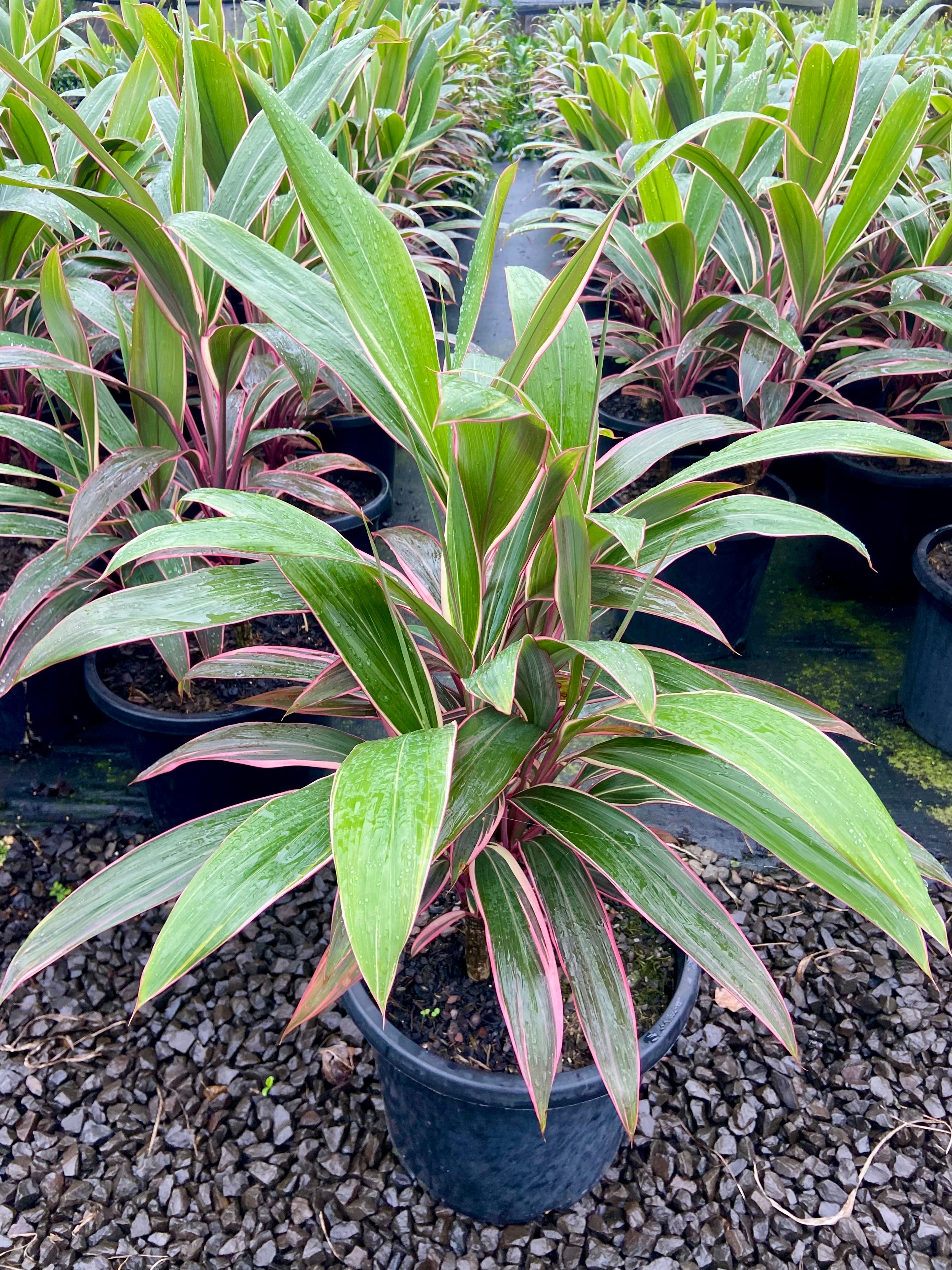Cordyline fruticosa Pink Diamond, photo 5