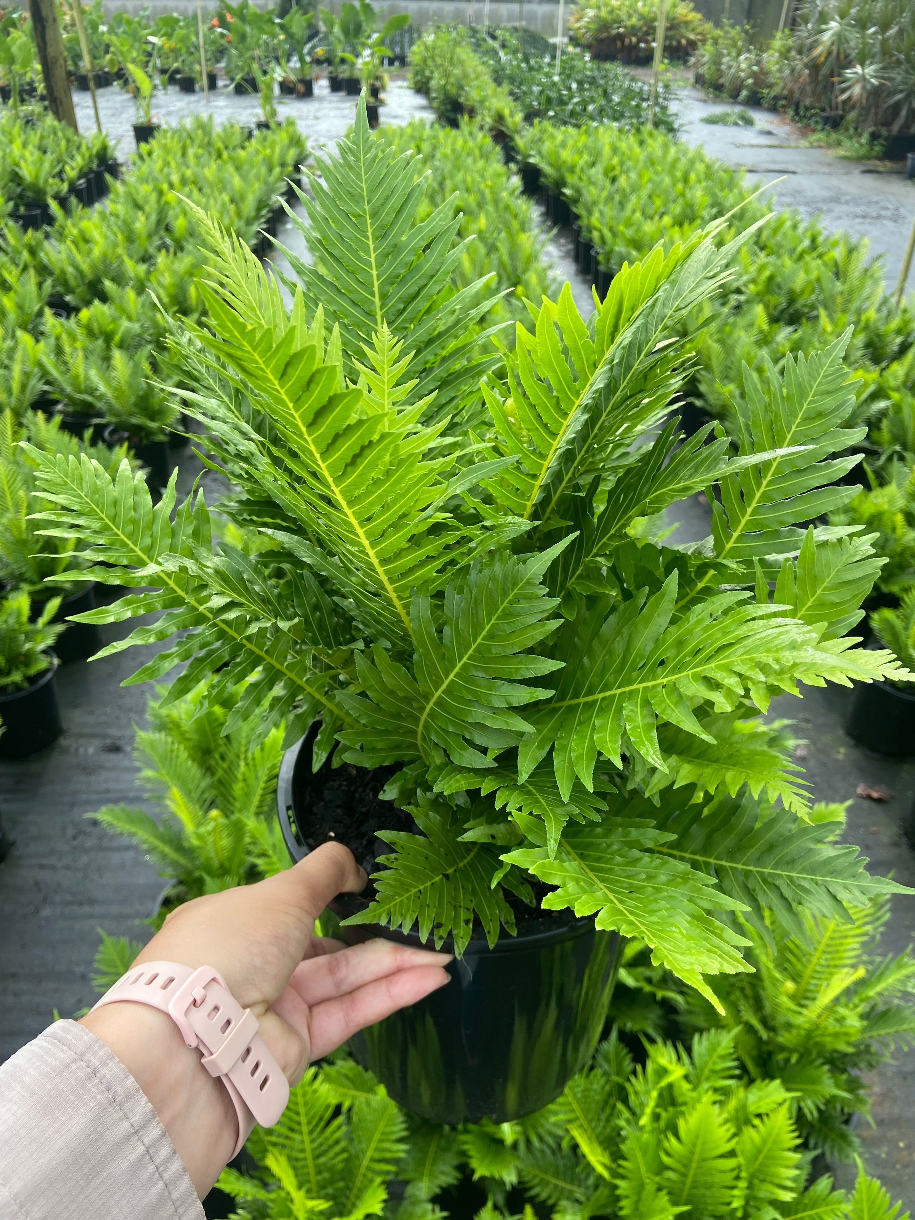 Blechnum brasiliense gibbum Silver Lady, photo 7