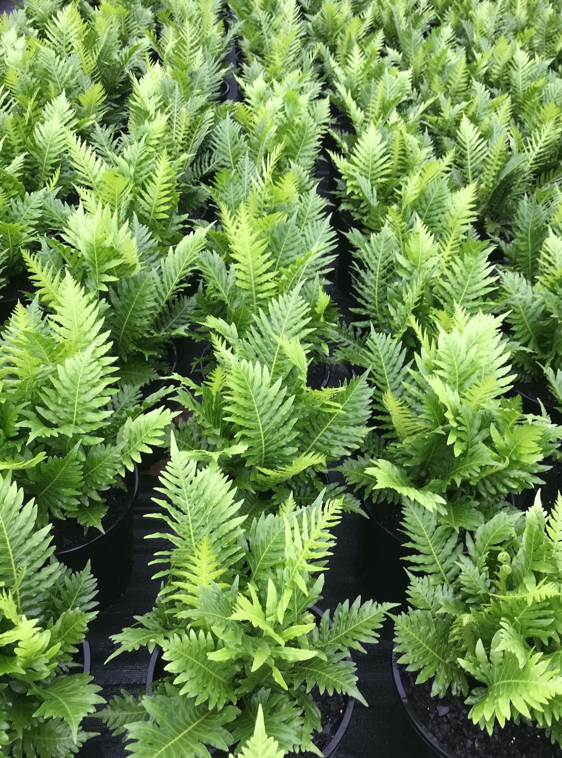 Blechnum brasiliense gibbum Silver Lady, photo 6