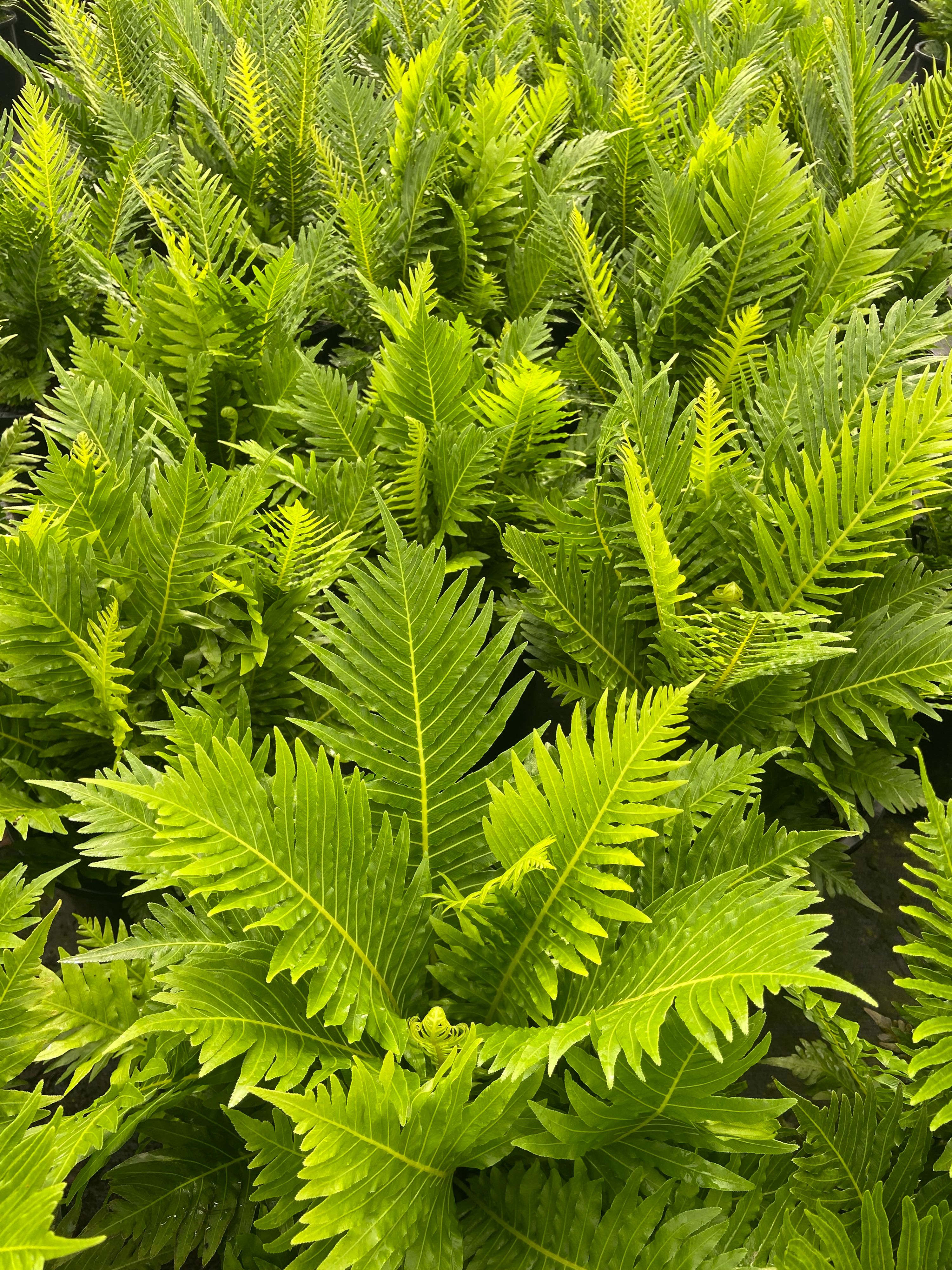 Blechnum brasiliense gibbum Silver Lady, photo 8