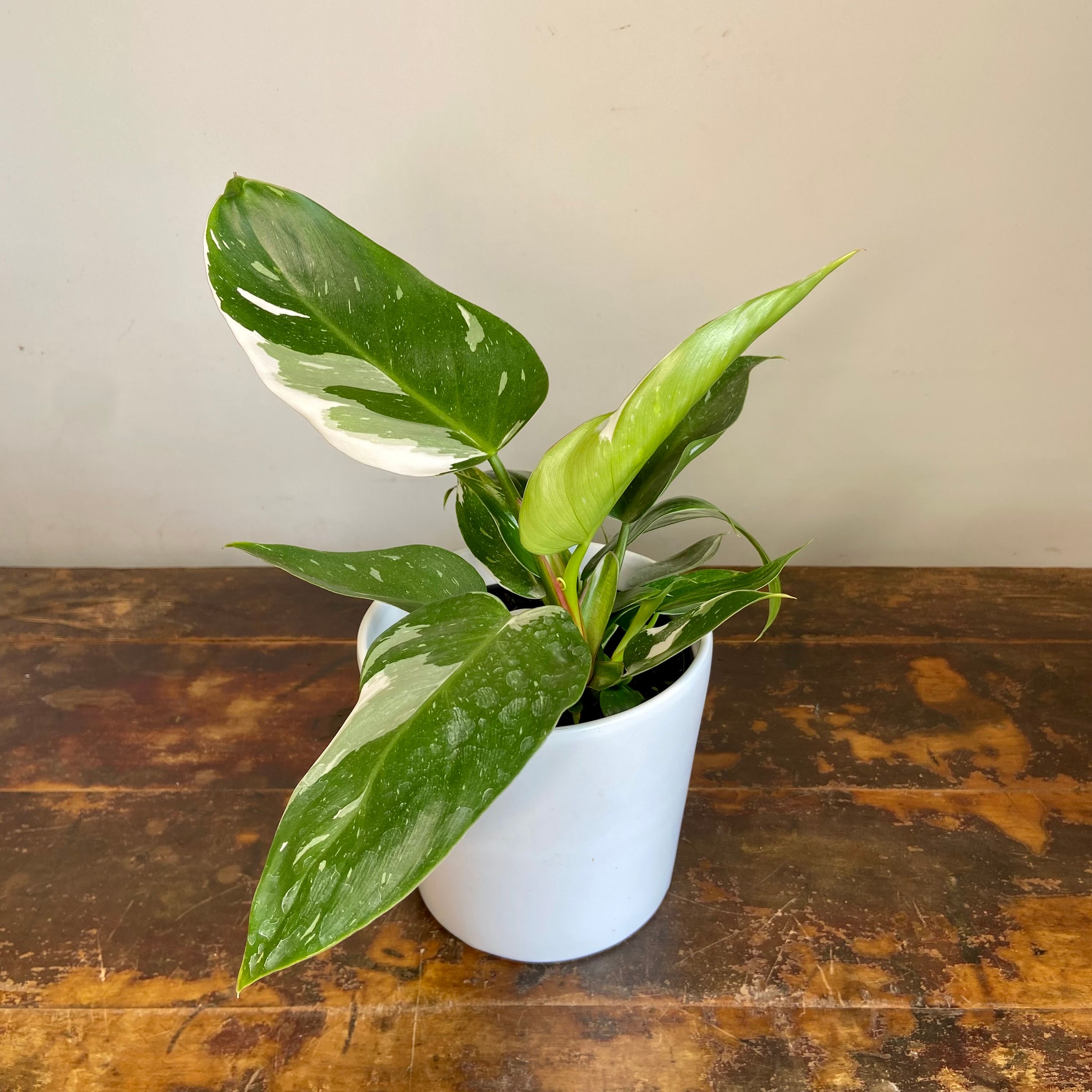 Philodendron White Princess grown at the nursery