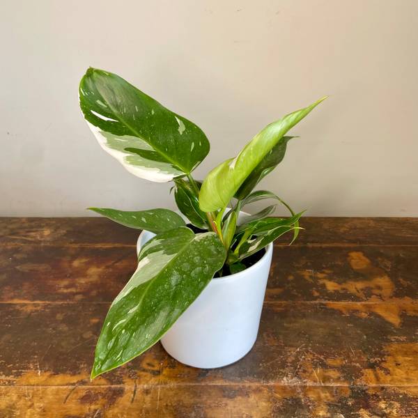 Philodendron White Princess, photo 4