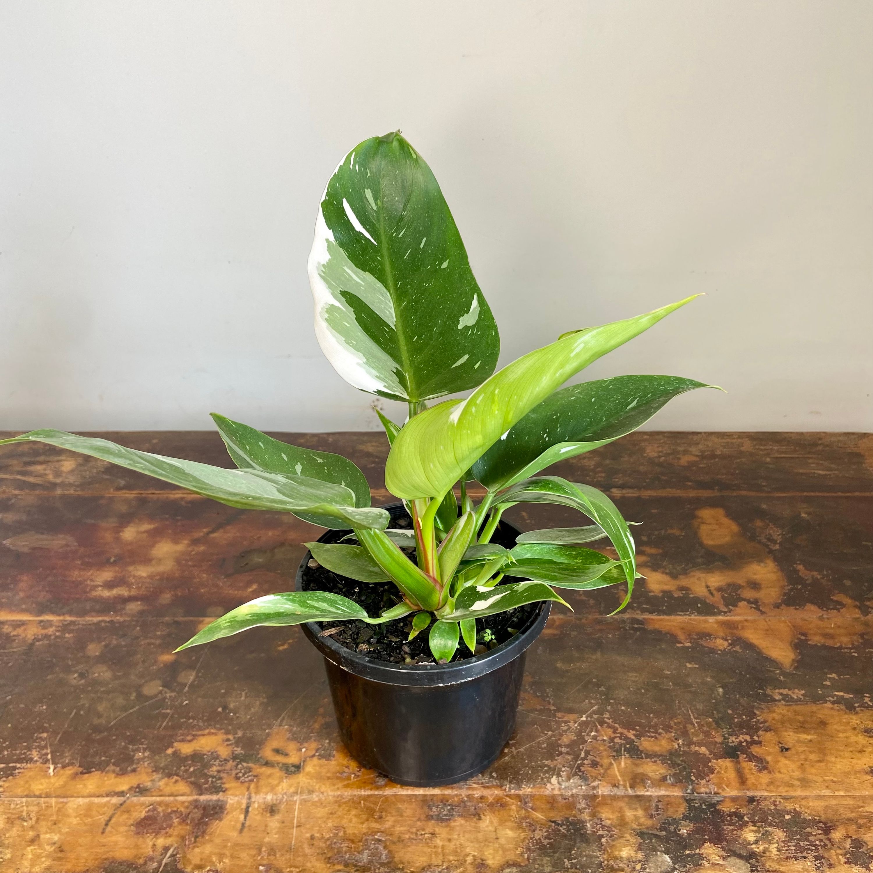 Philodendron White Princess, photo 2