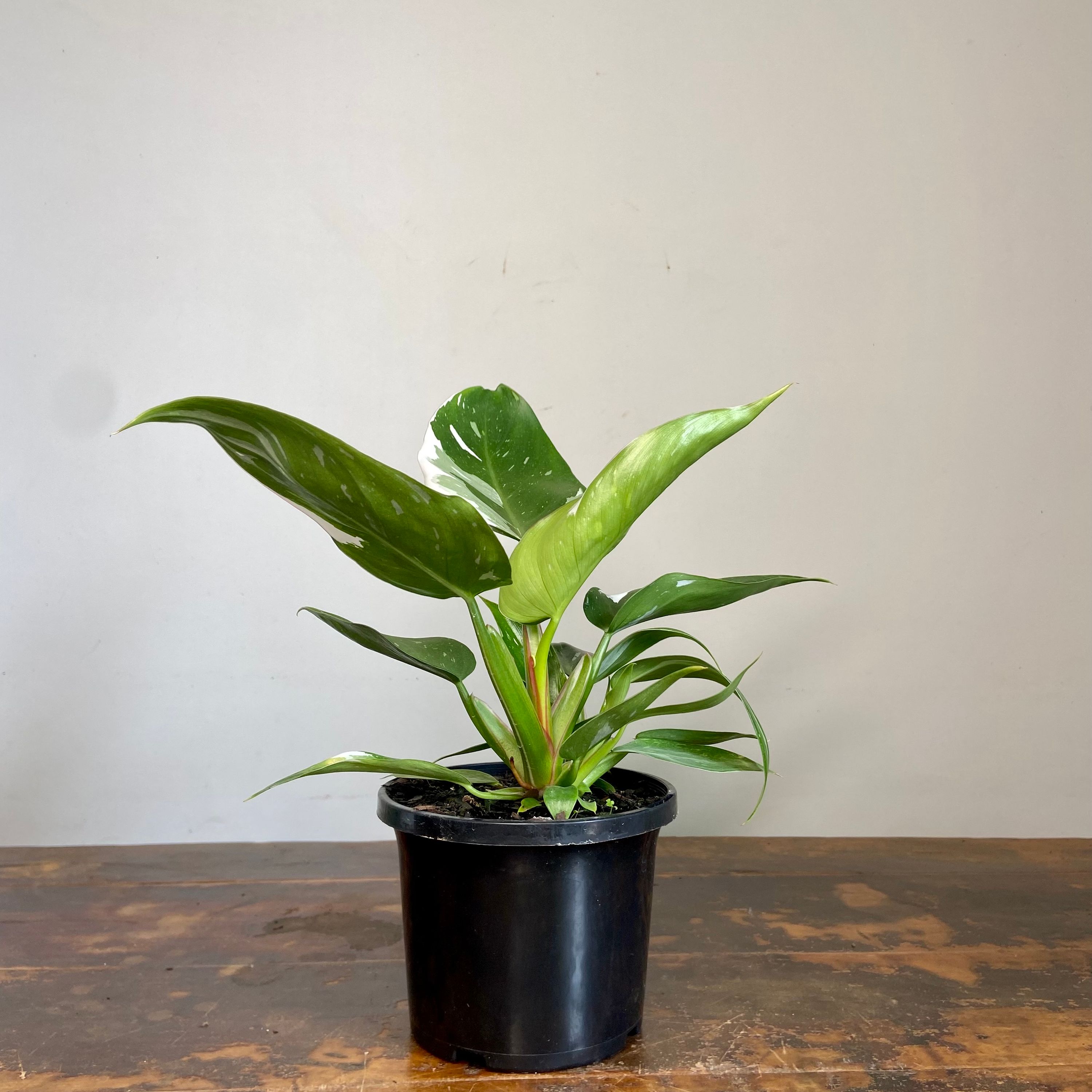 Philodendron White Princess, photo 5