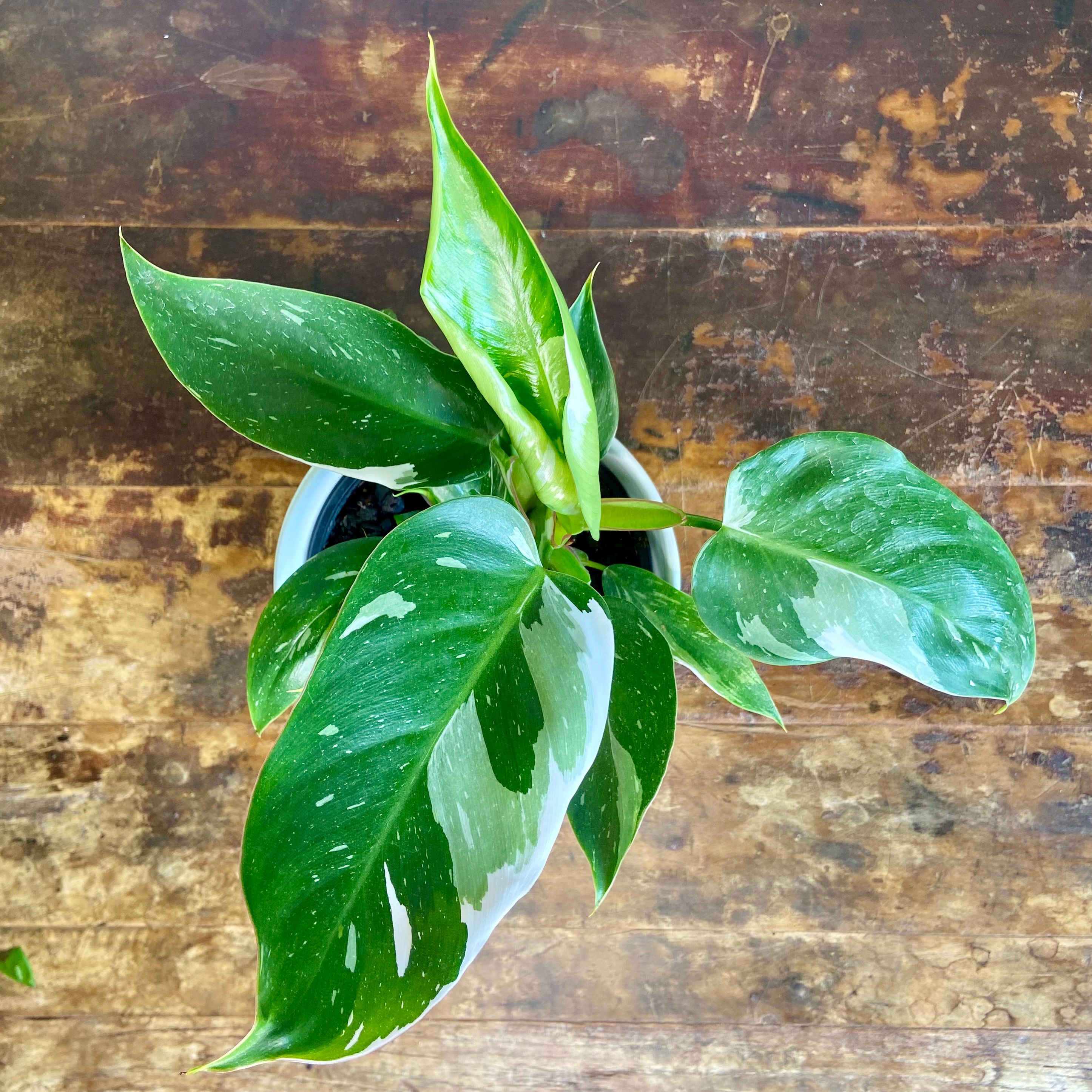 Philodendron White Princess, photo 6