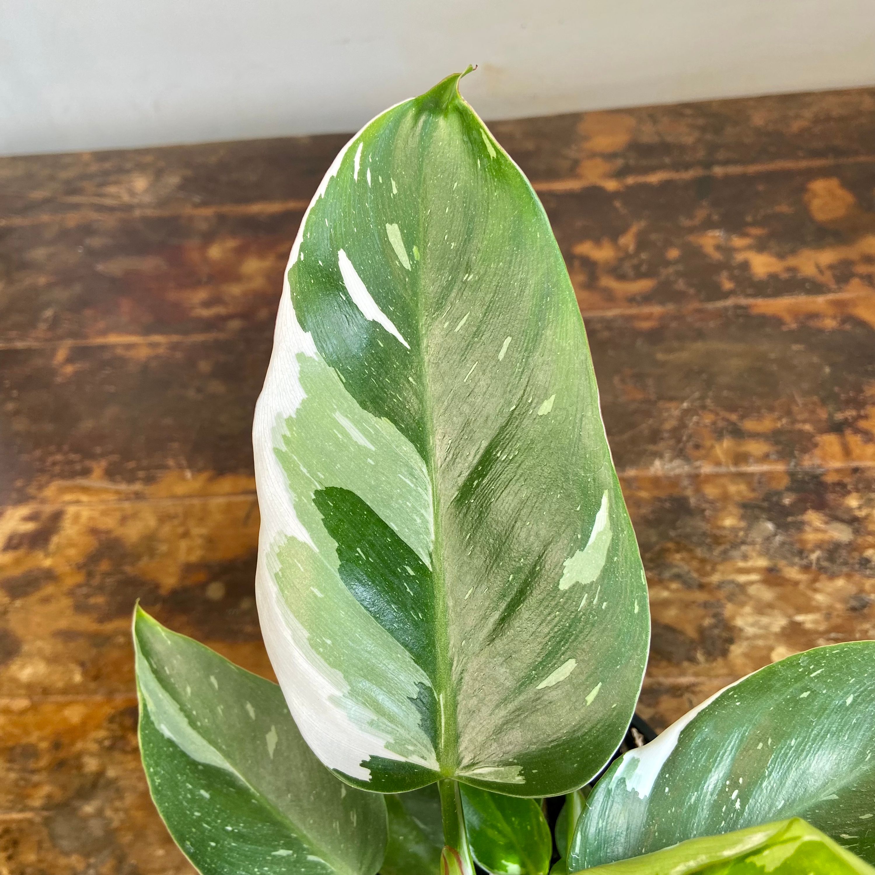Philodendron White Princess, photo 7