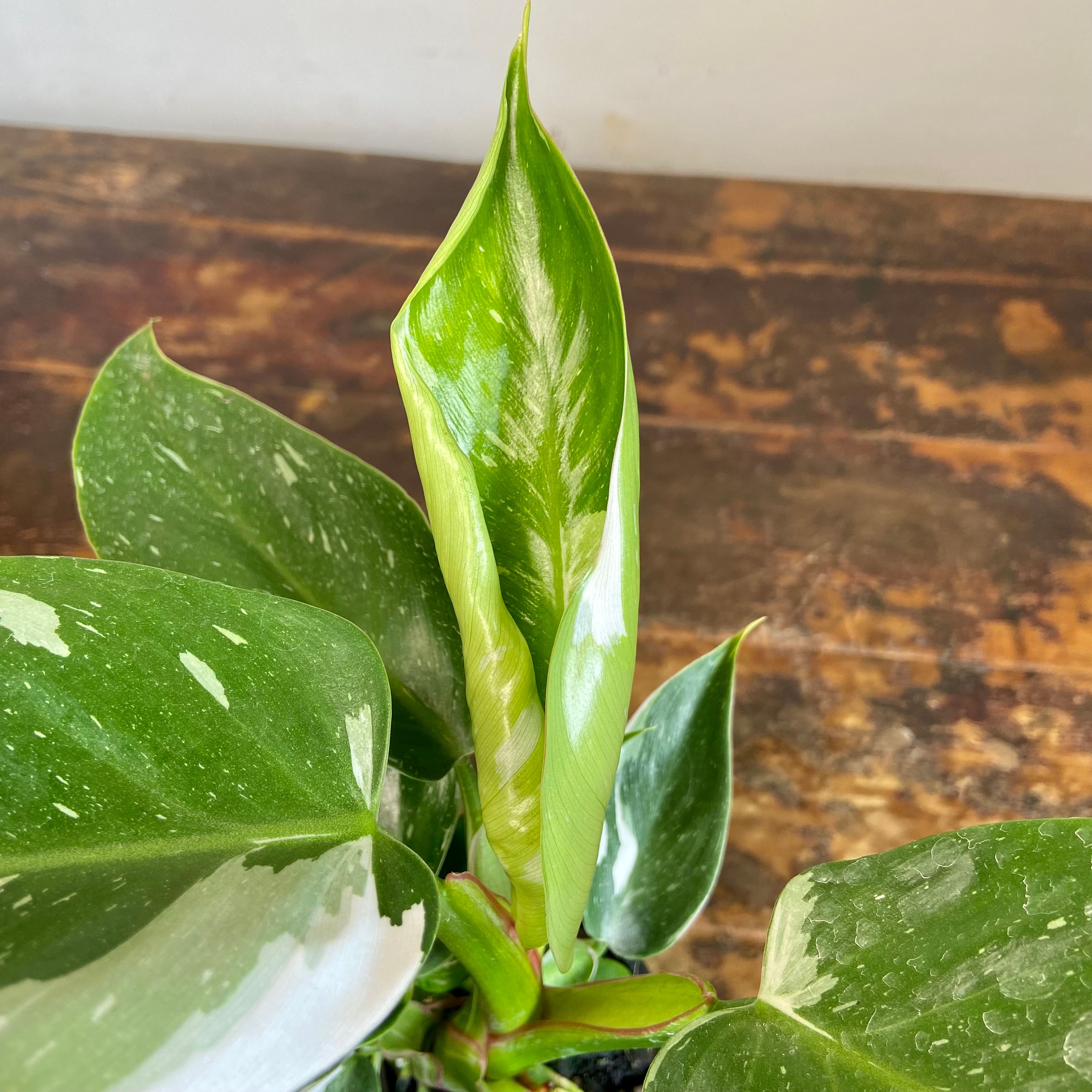 Philodendron White Princess, photo 8