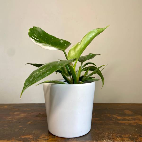 Philodendron White Princess, photo 3