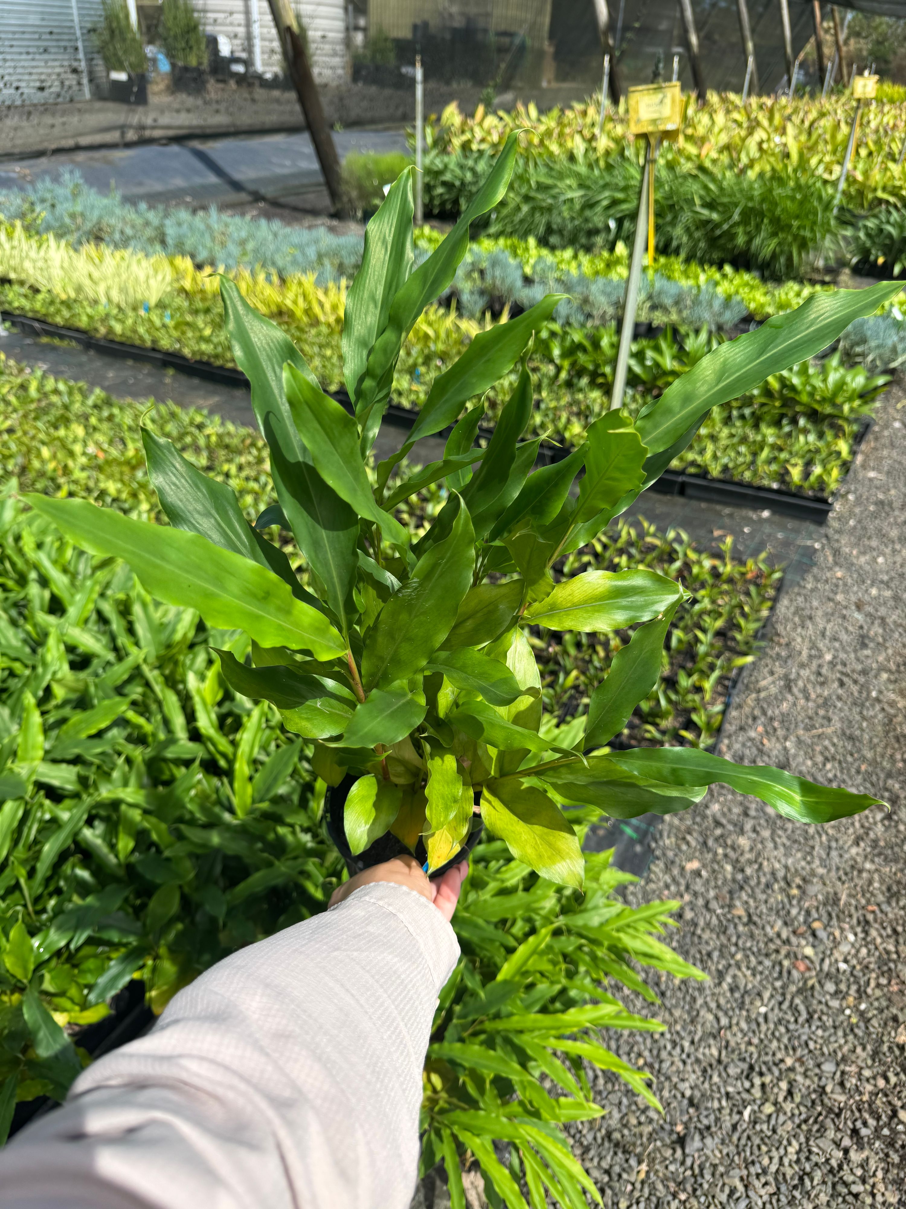 Alpinia nutans grown at the nursery