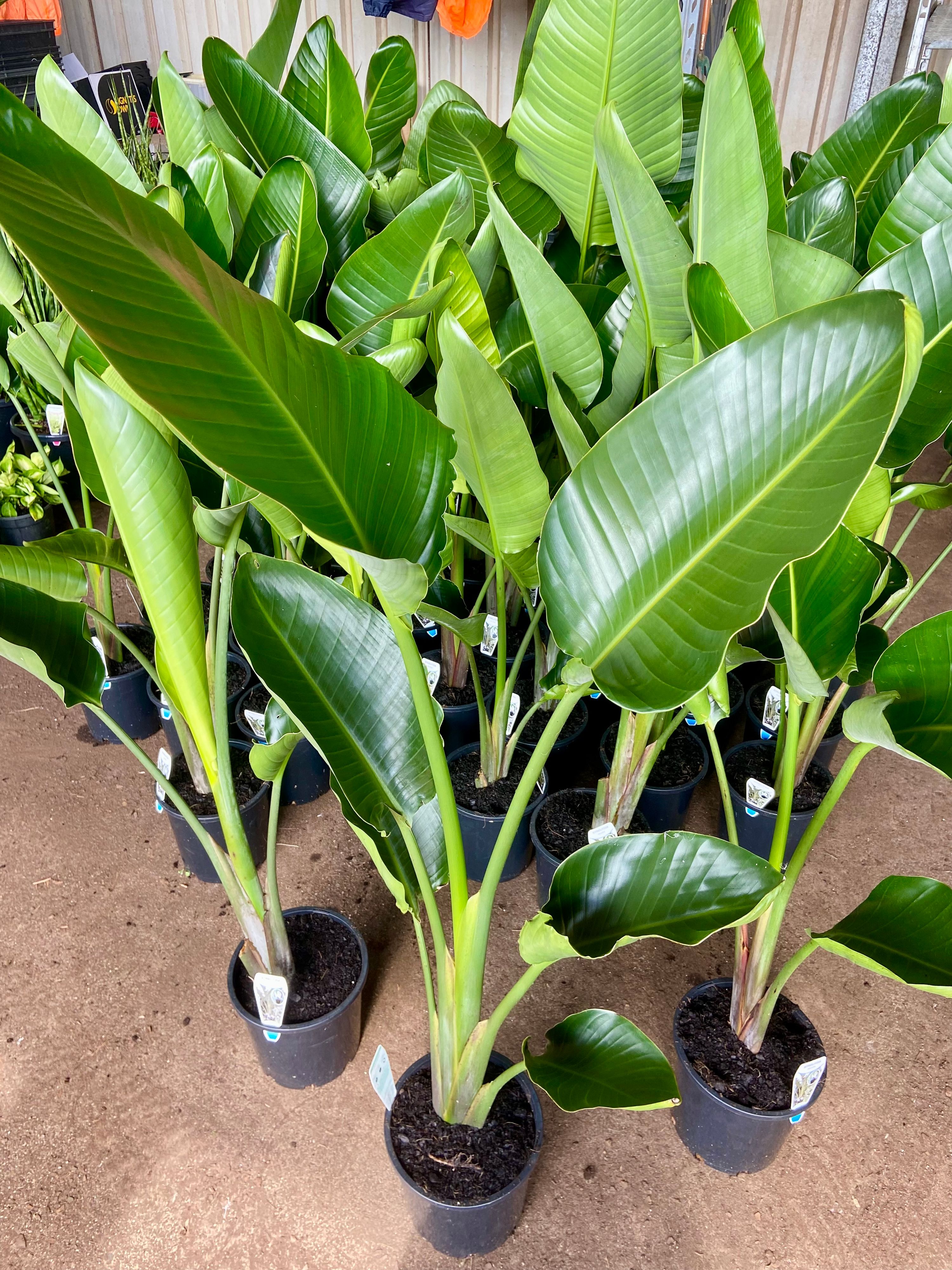 Strelitzia nicolai, photo 3