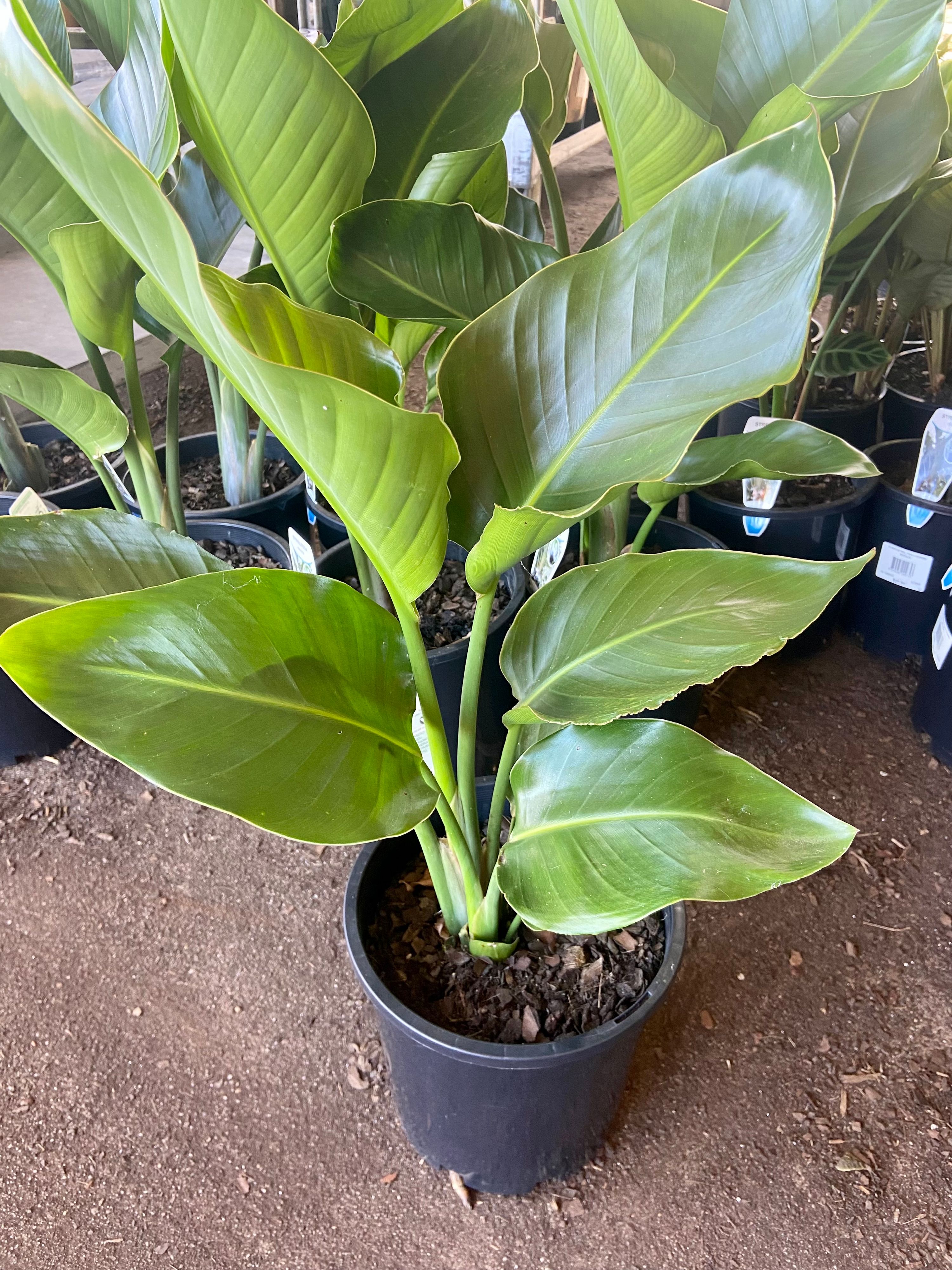 Strelitzia nicolai, photo 2