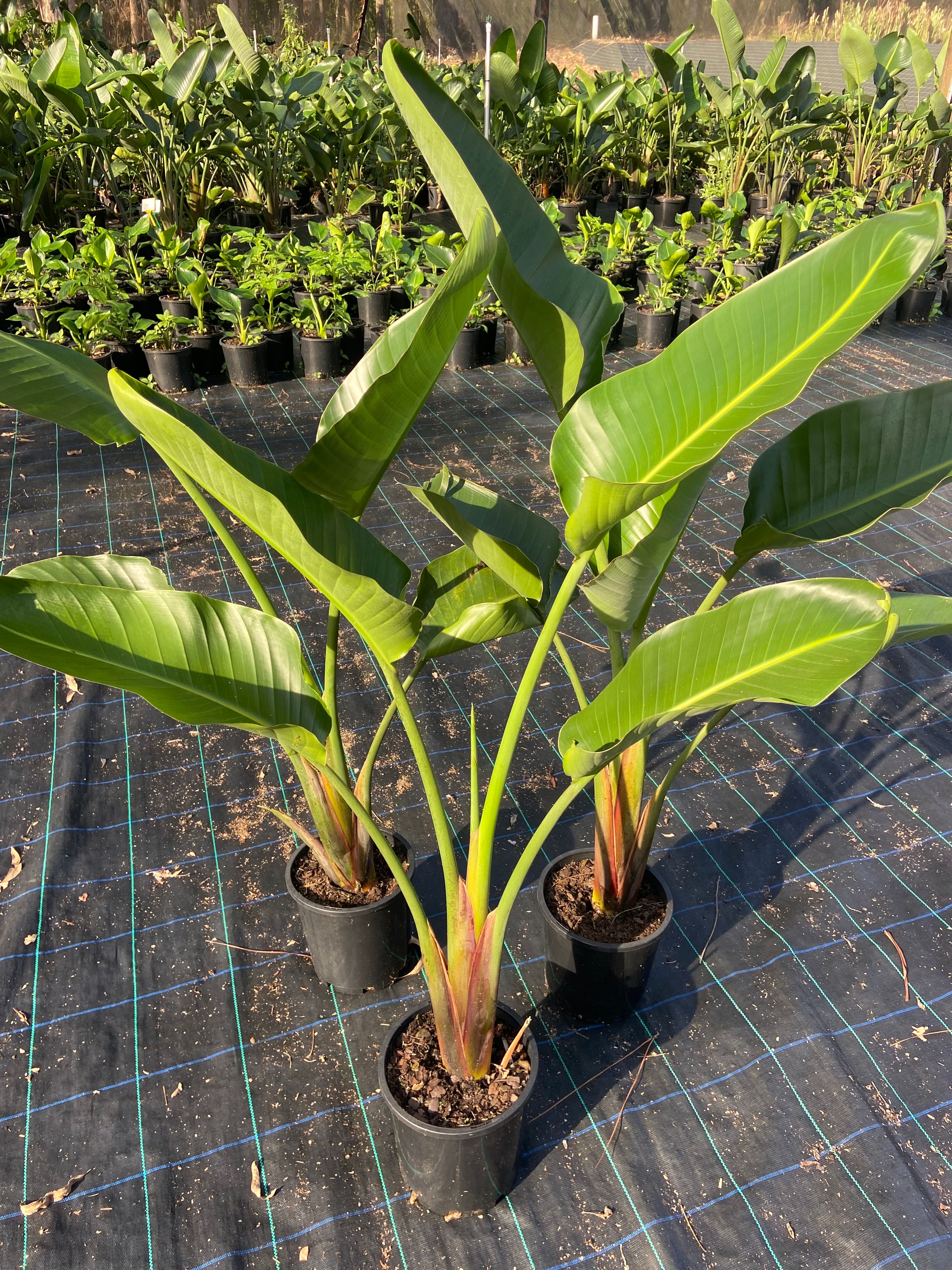 Strelitzia nicolai, photo 5