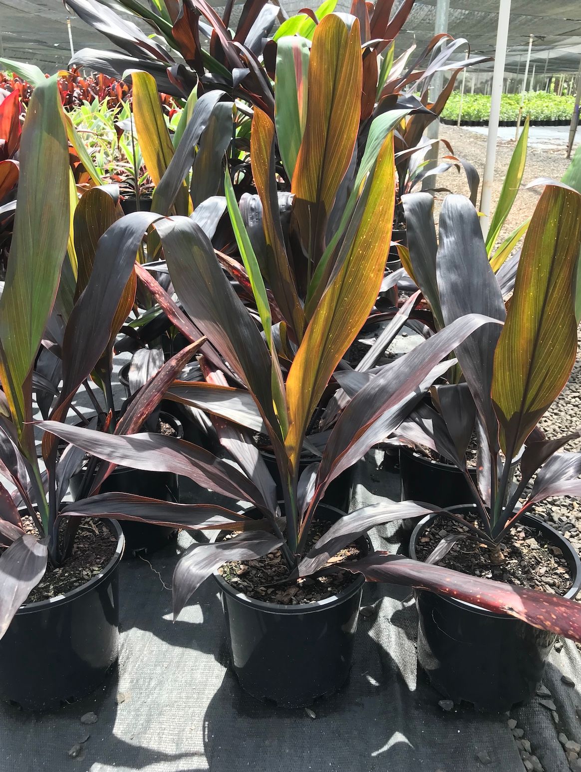 Cordyline fruticosa Negra grown at the nursery