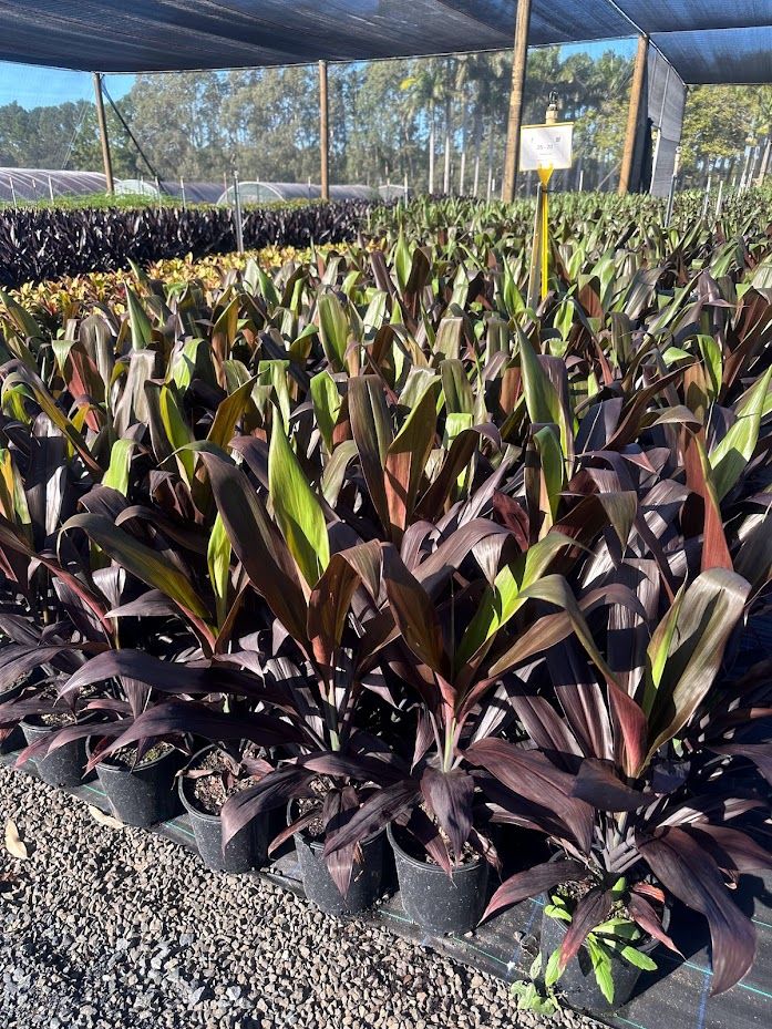 Cordyline fruticosa Negra, photo 2