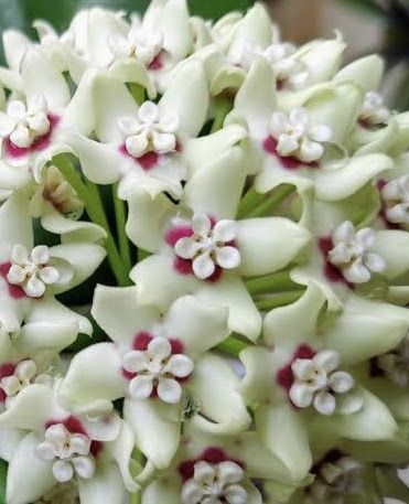 Hoya australis grown at the nursery
