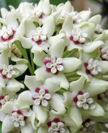 Hoya australis, photo 5