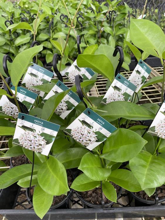 Hoya australis, photo 7