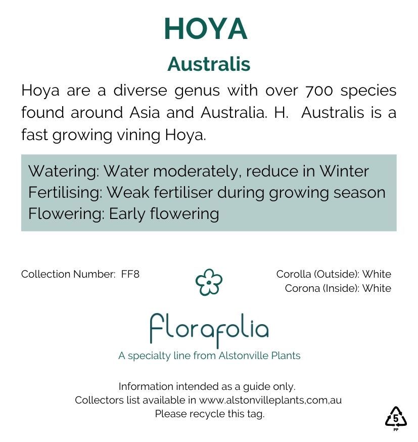 Hoya australis, photo 8