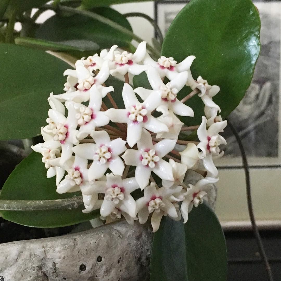 Hoya australis, photo 2