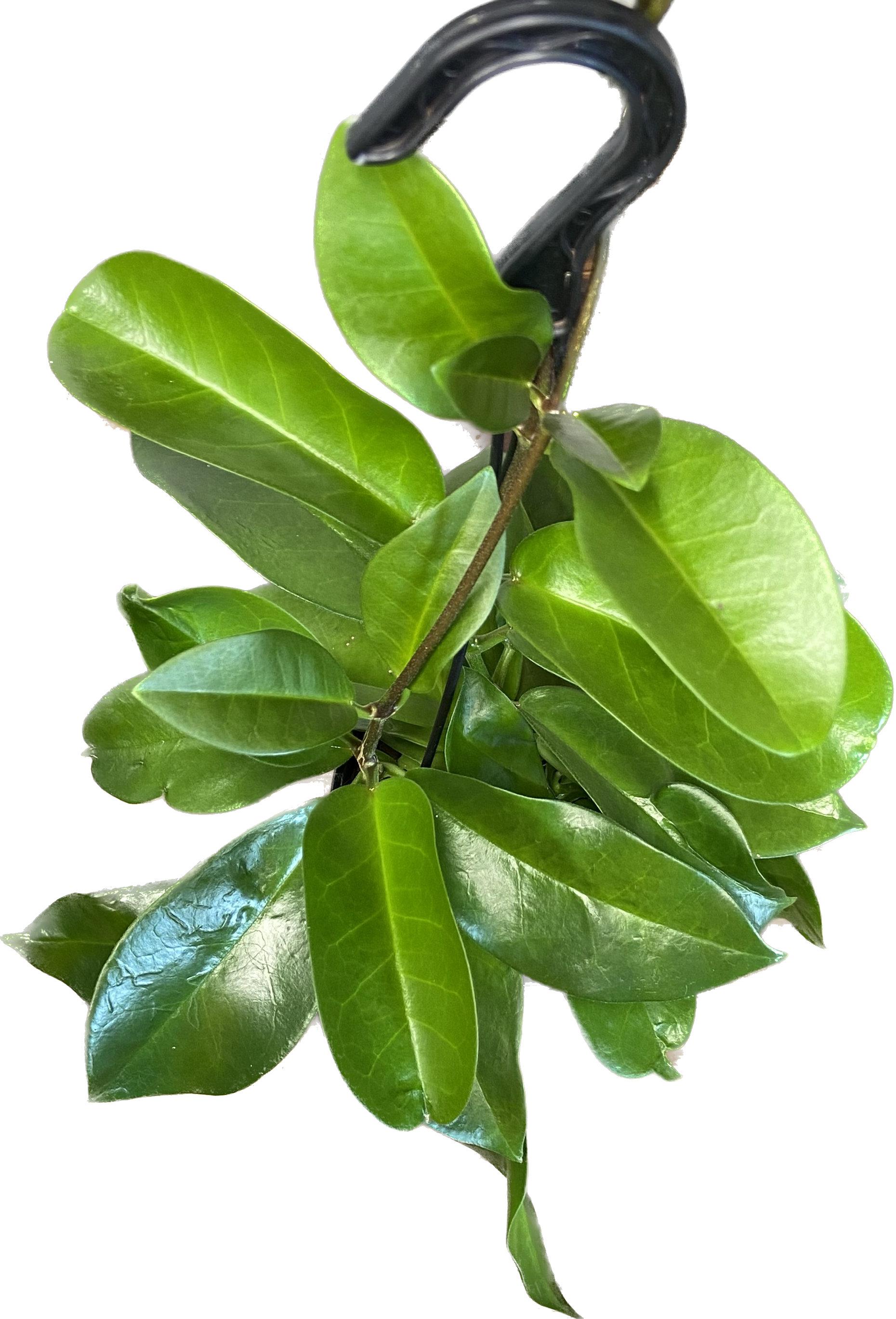 Hoya australis, photo 4