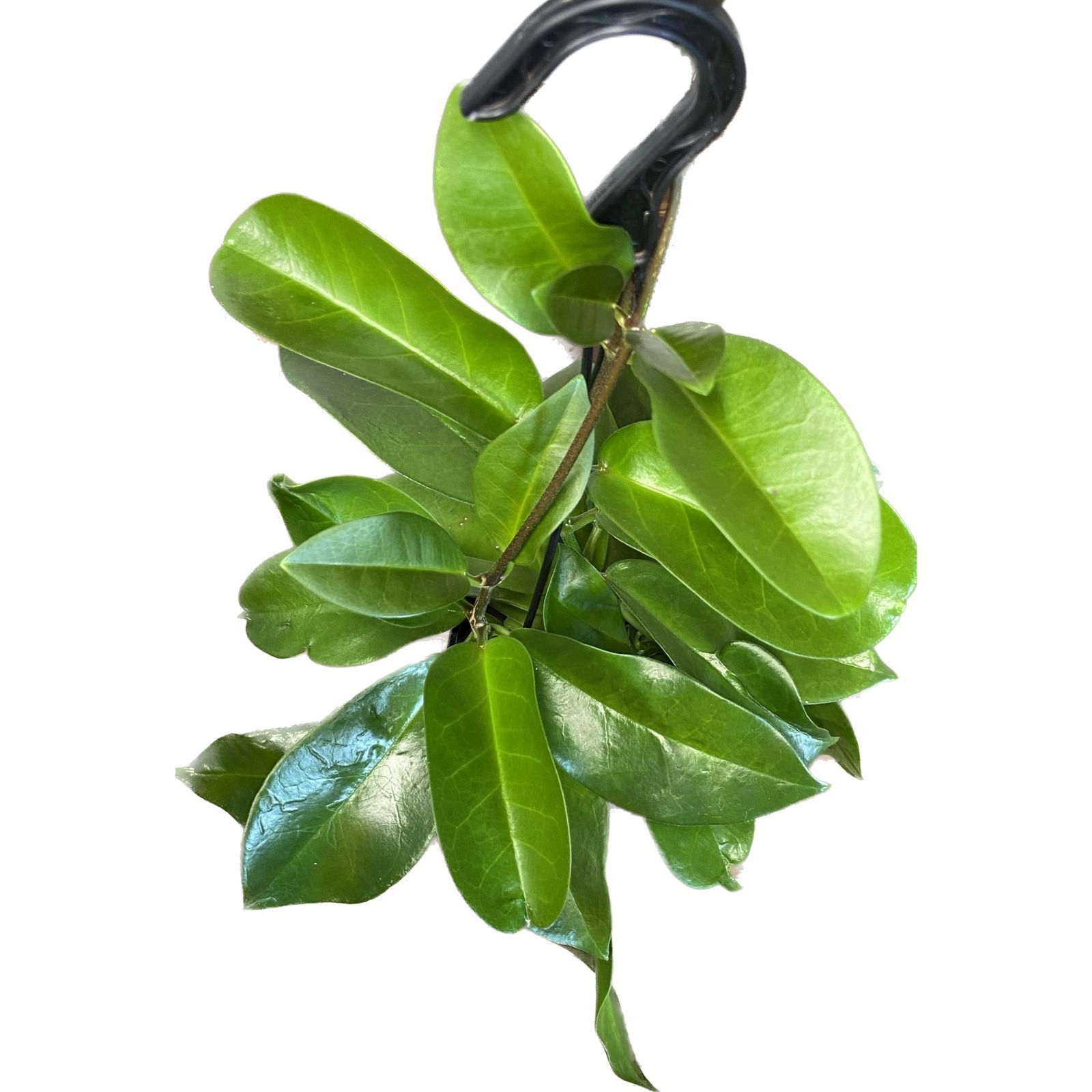 Hoya australis, photo 5