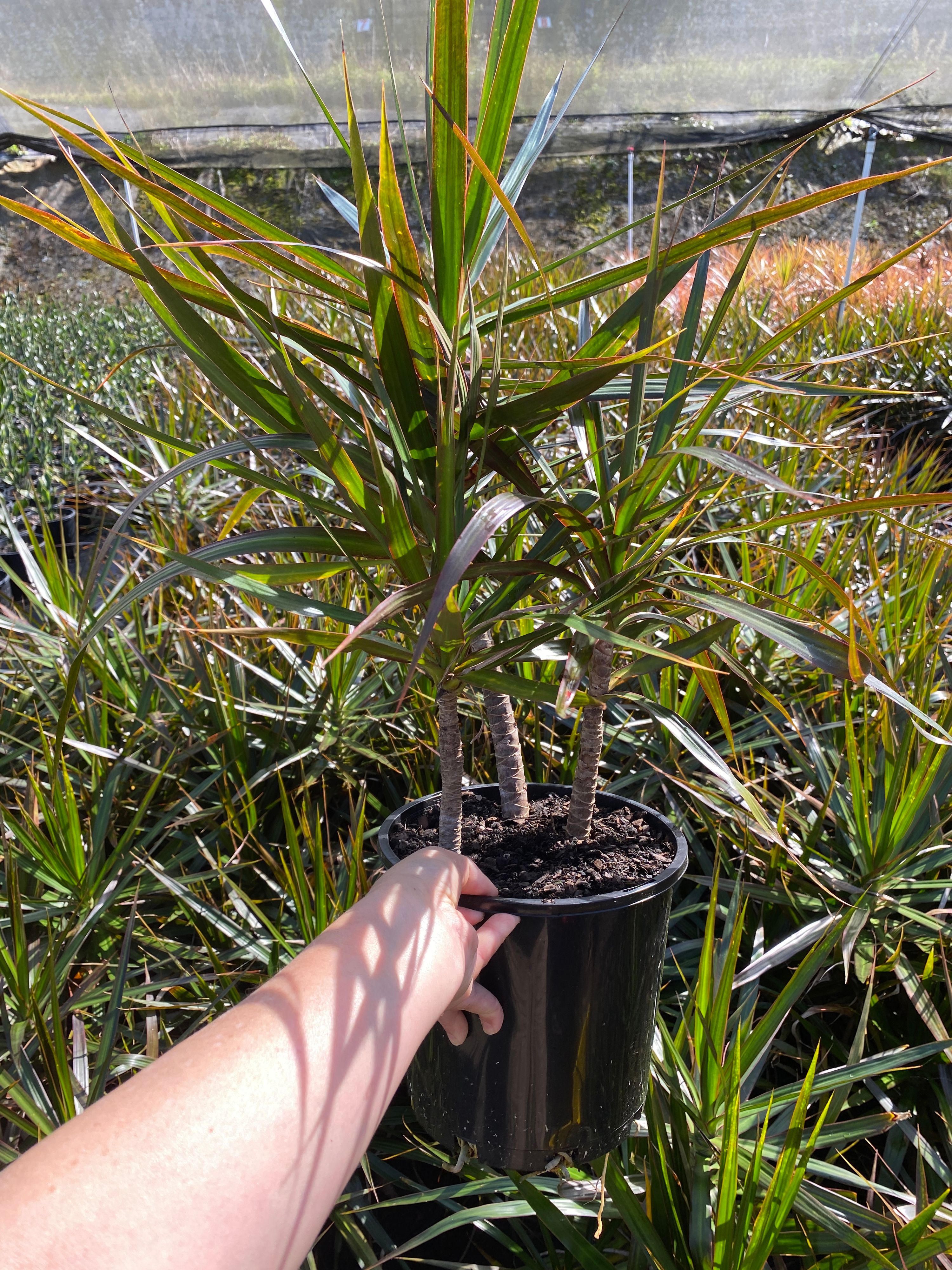 Dracaena marginata Black Knight grown at the nursery