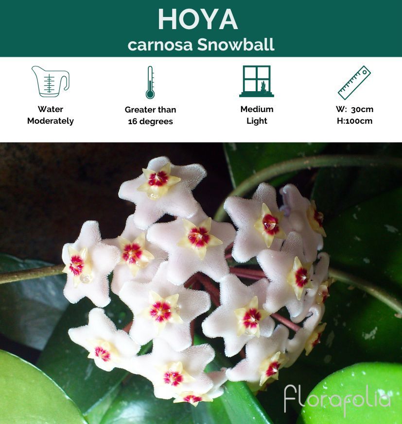 Hoya carnosa Snowball grown at the nursery